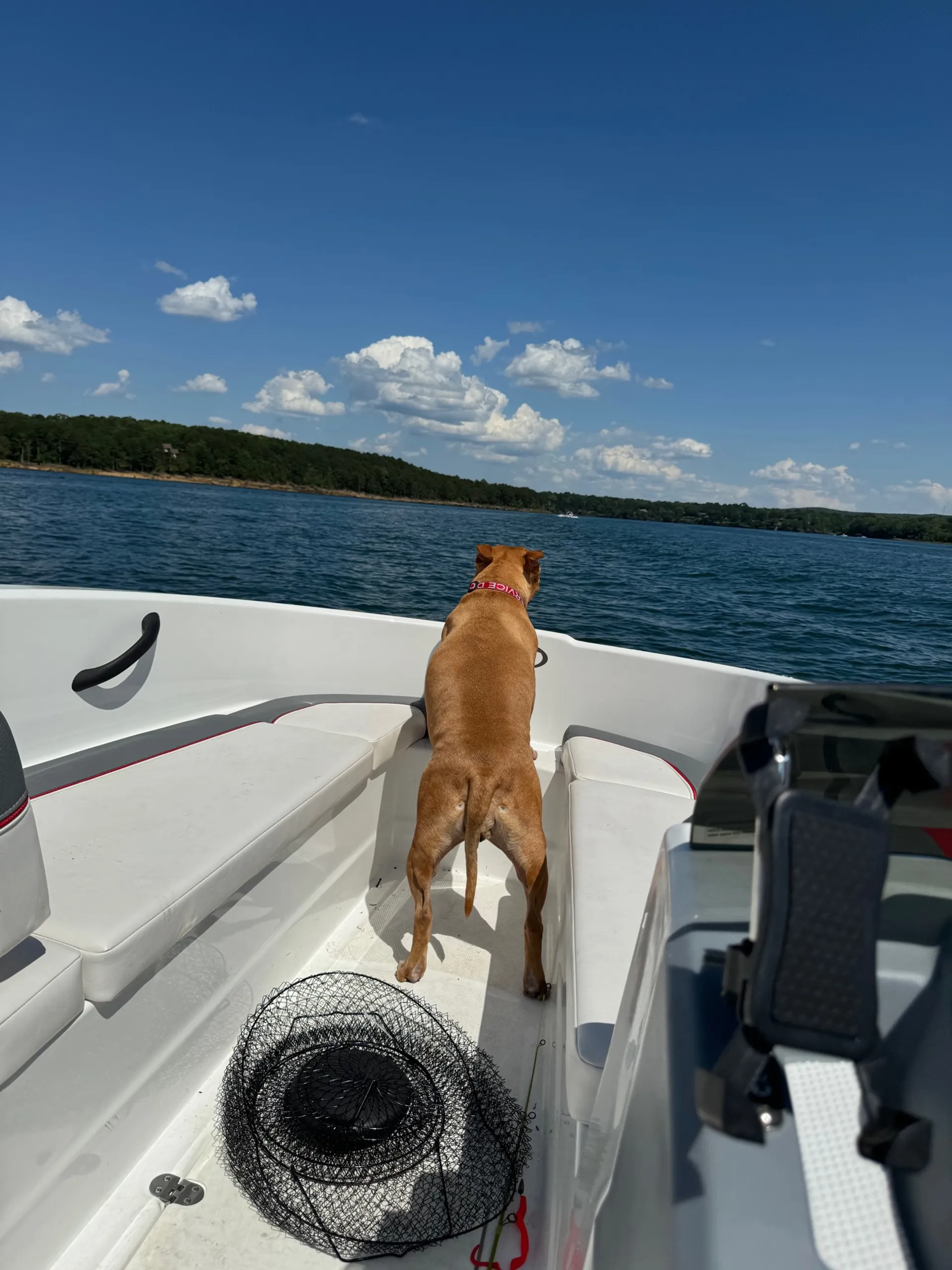 Tahoe By Tracker Marine T16 in Higden, AR — photo 10