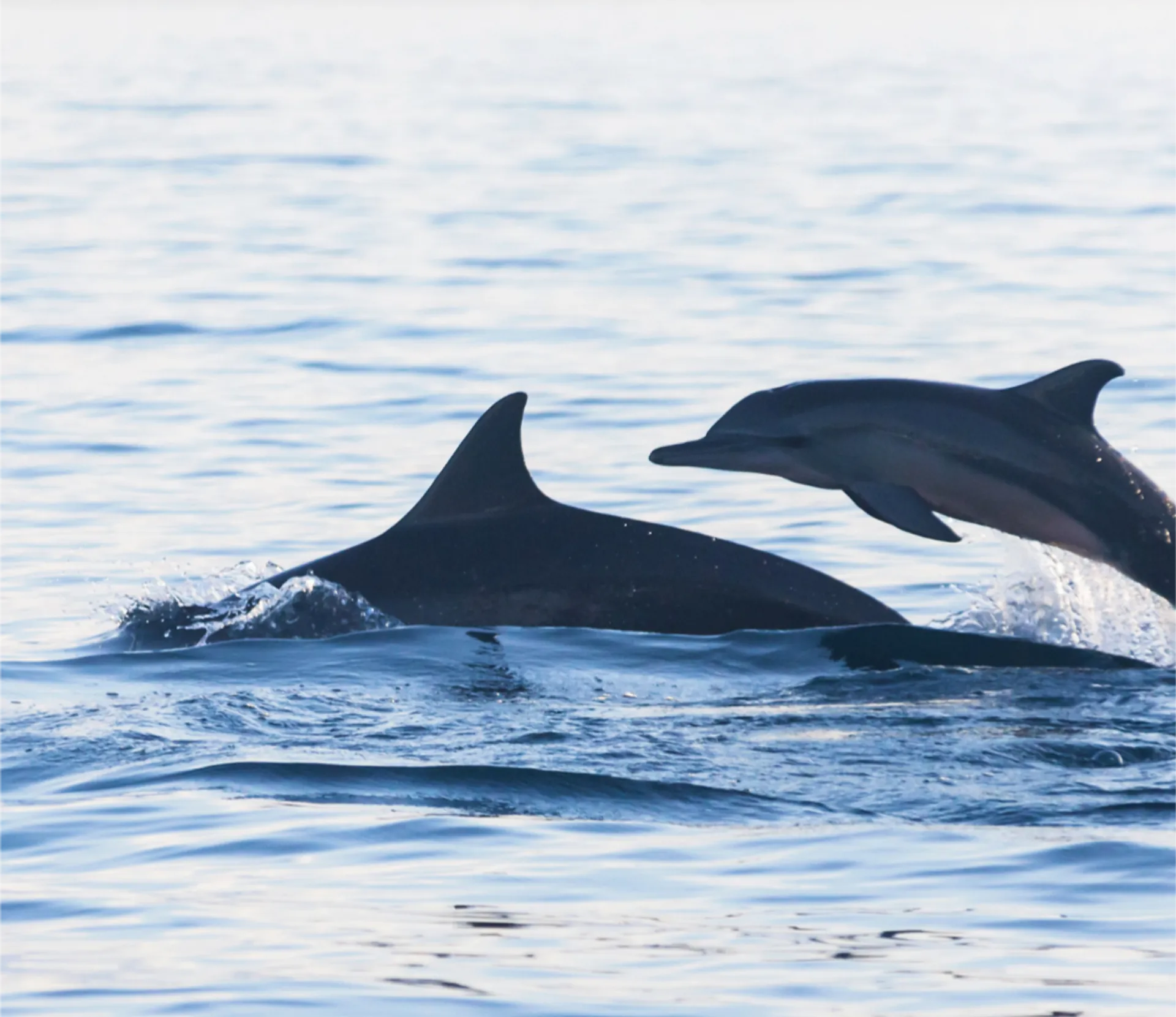 #1 family friendly watersports and Crab Island tours