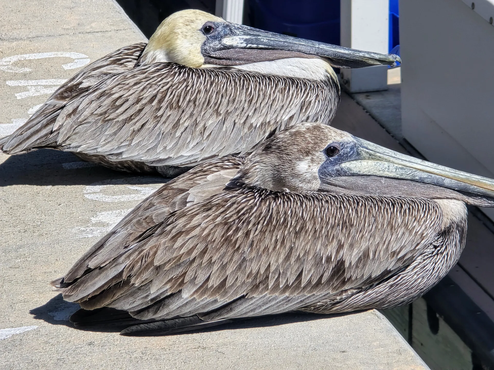 Best Ocean Adventure in Key West – Explore, Relax, Discover!