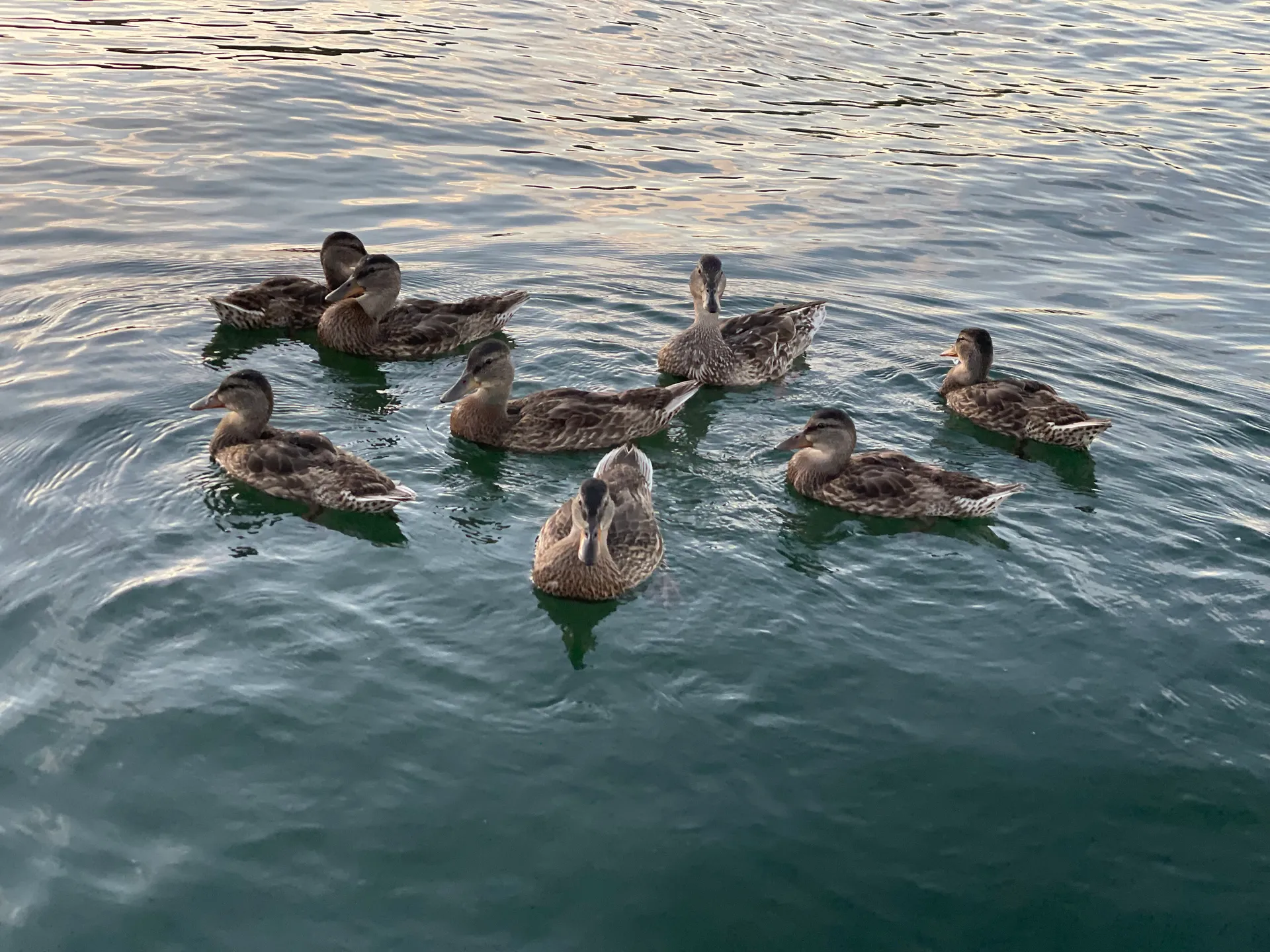 Tracker Party Barge in El Dorado Hills, CA — photo 8