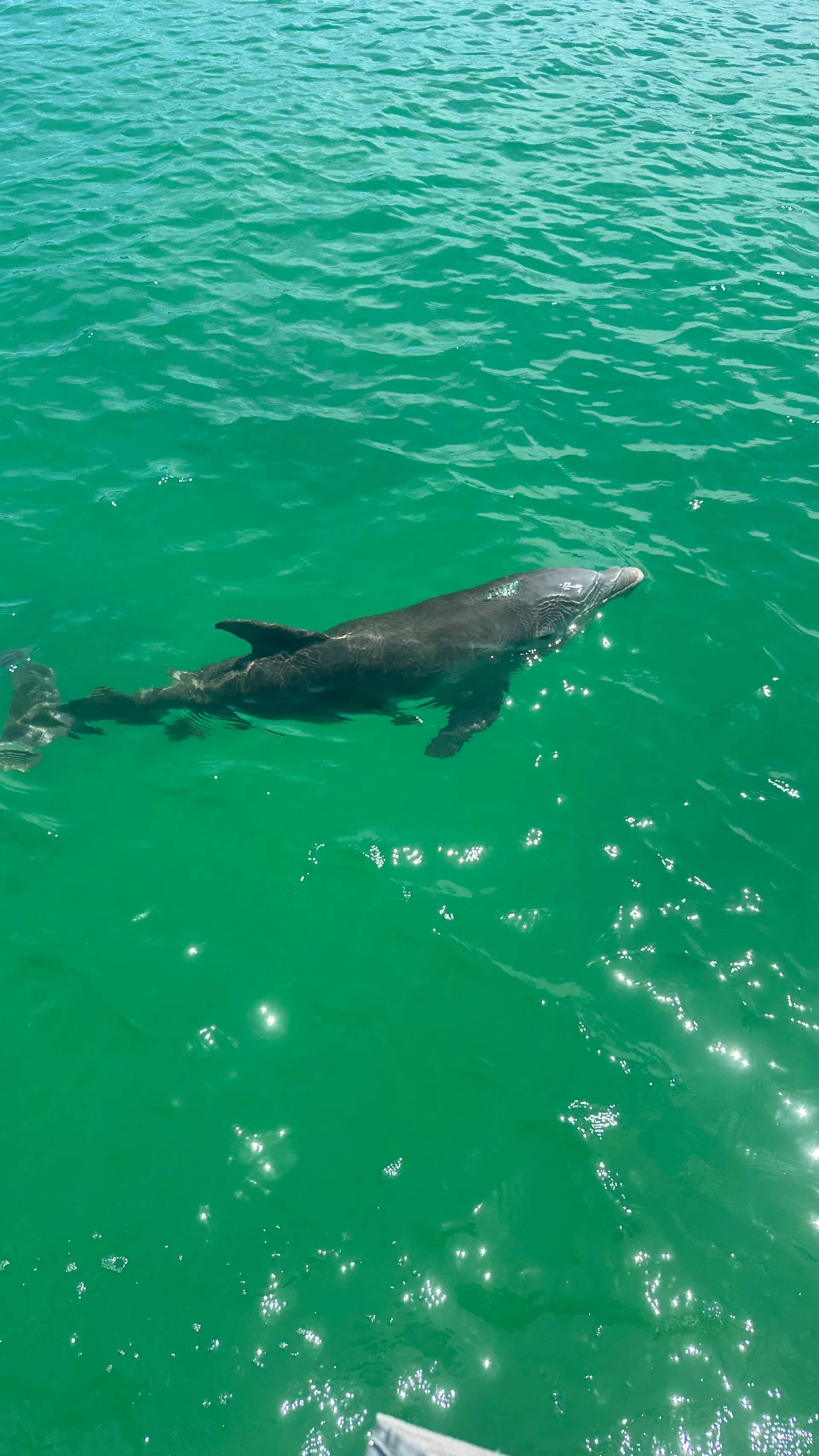 Naples:Keewaydin or Sunset -LUXURY service .All you need included!