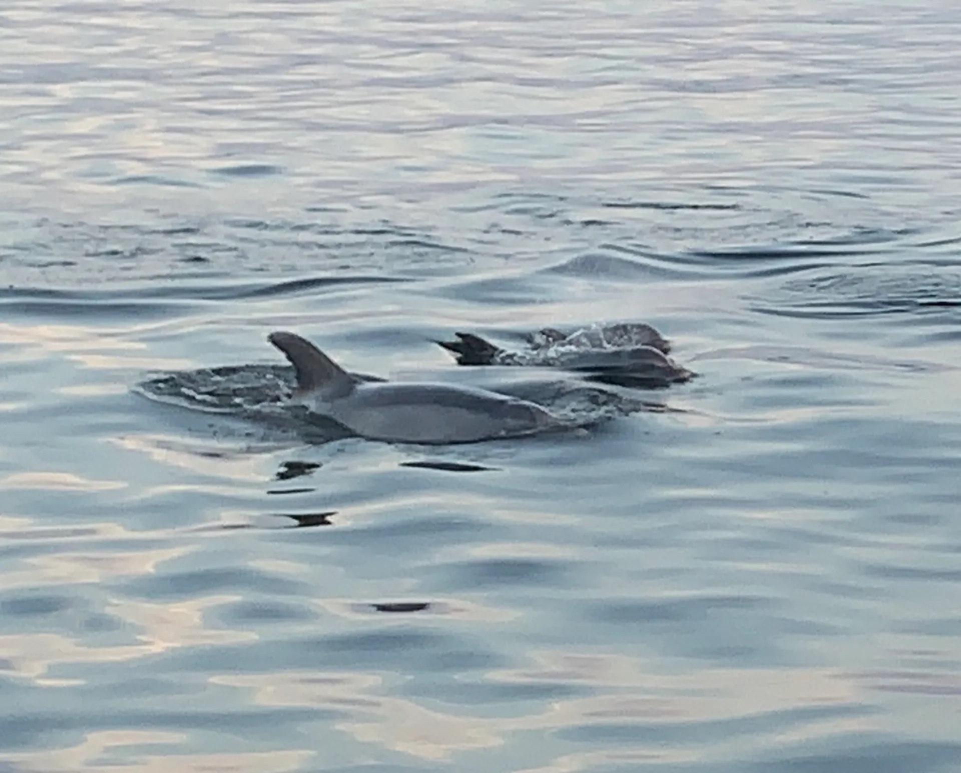 Jersey Shore Fun!!  Formula 40 PC