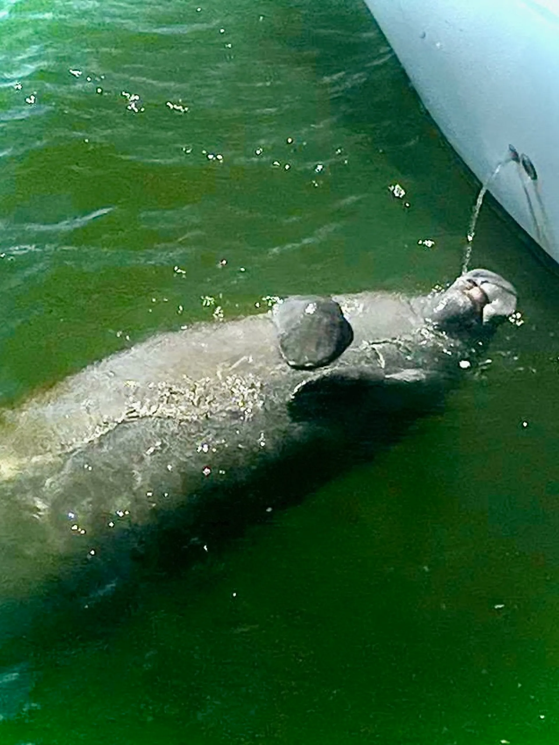 Beautiful Ft Myers Beach Private Charter on 44ft Sea Ray Sedan Bridge