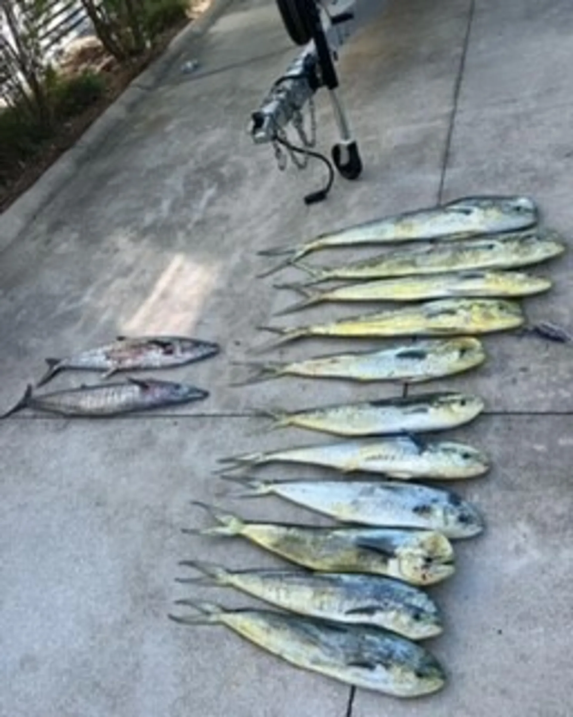 Salt Shaker / Blackfin Custom 300 in Charleston, SC — photo 10