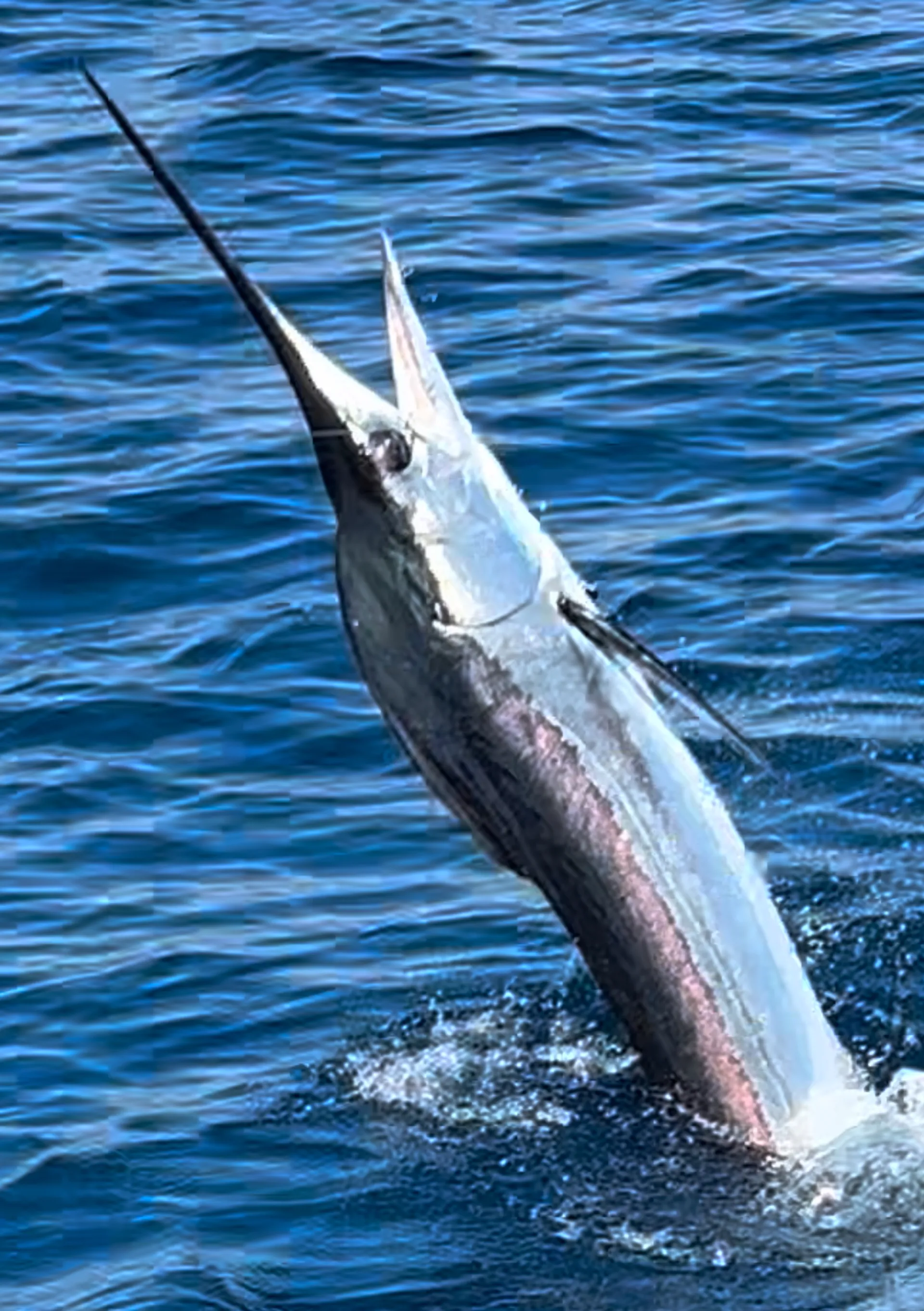 "Lady Lou" - captained cruising & fishing charters on amazing yacht