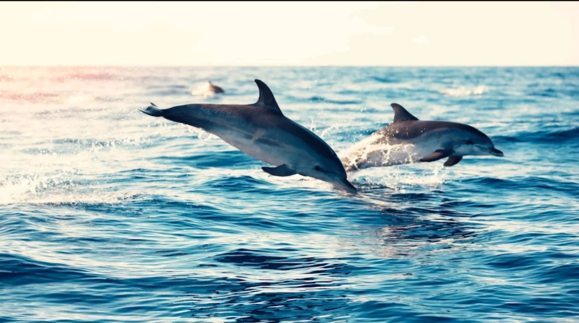 Looking for a safe and memorable boat experience! Ride Waves in Style!