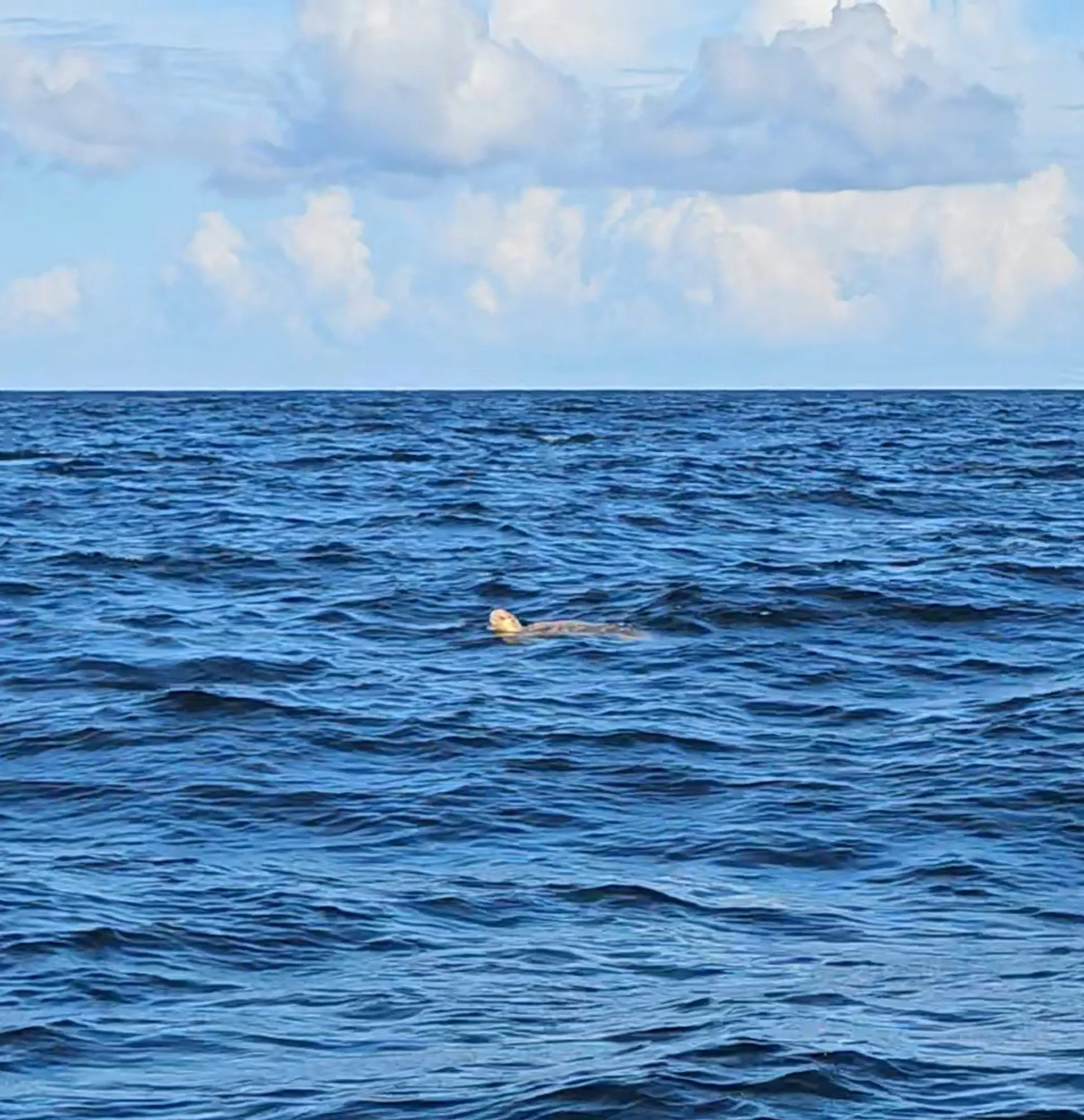 Looking for a safe and memorable boat experience! Ride Waves in Style!