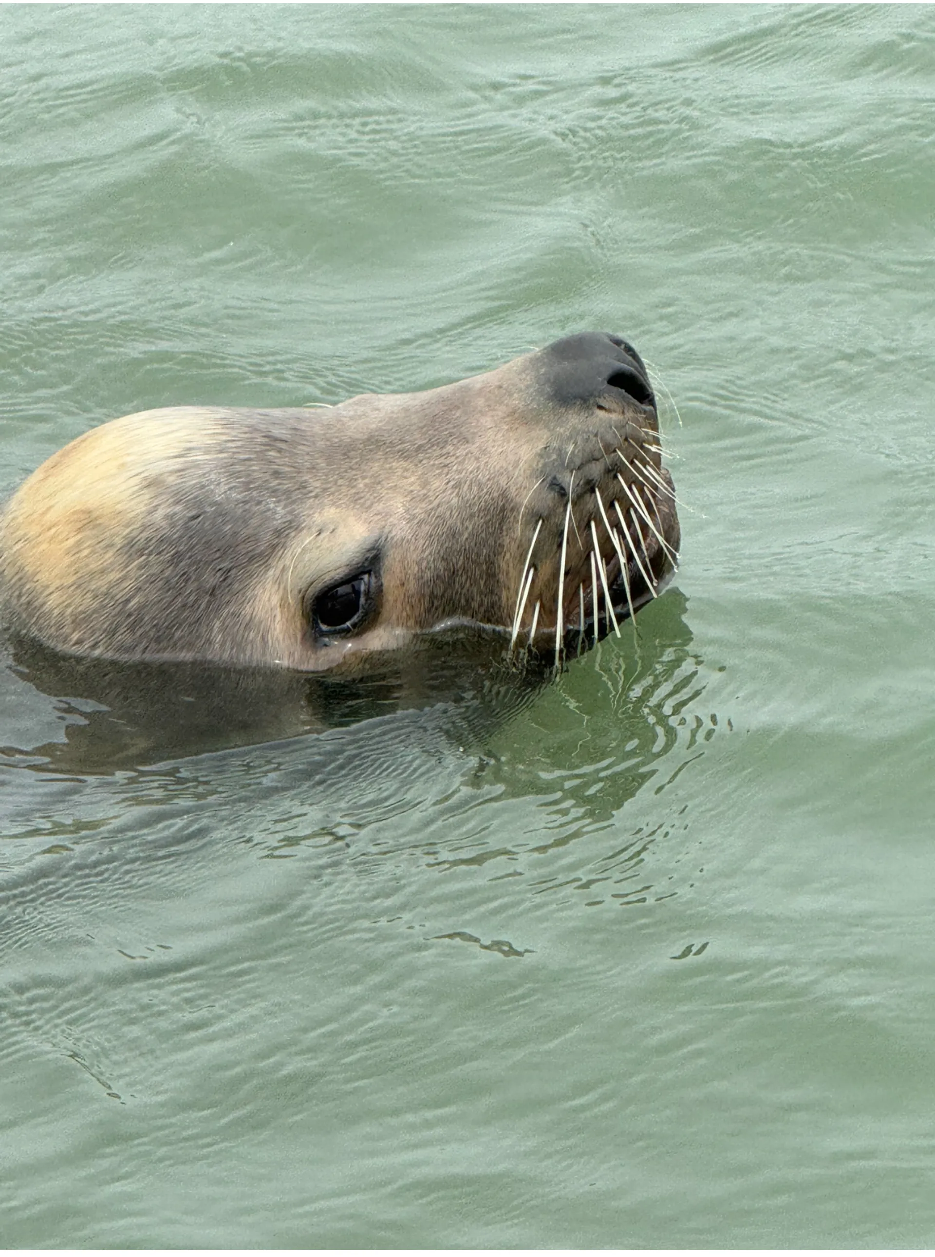 Charter Miss Molly - Swim, Tour, Fish, &amp; more!