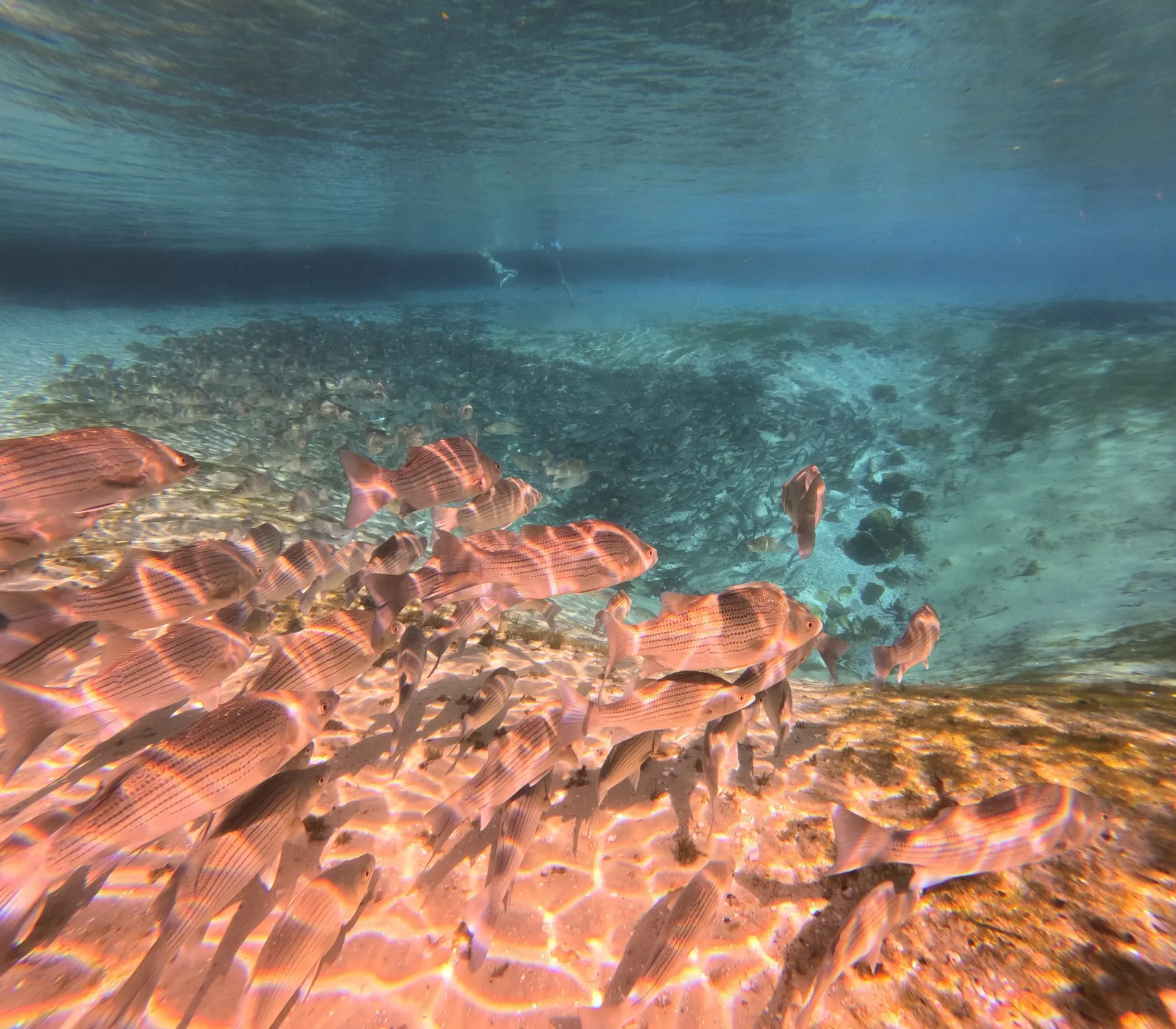 Delivery Available-2021 SEA HUNT ULTRA 234  Amazing Boat & Family Fun!