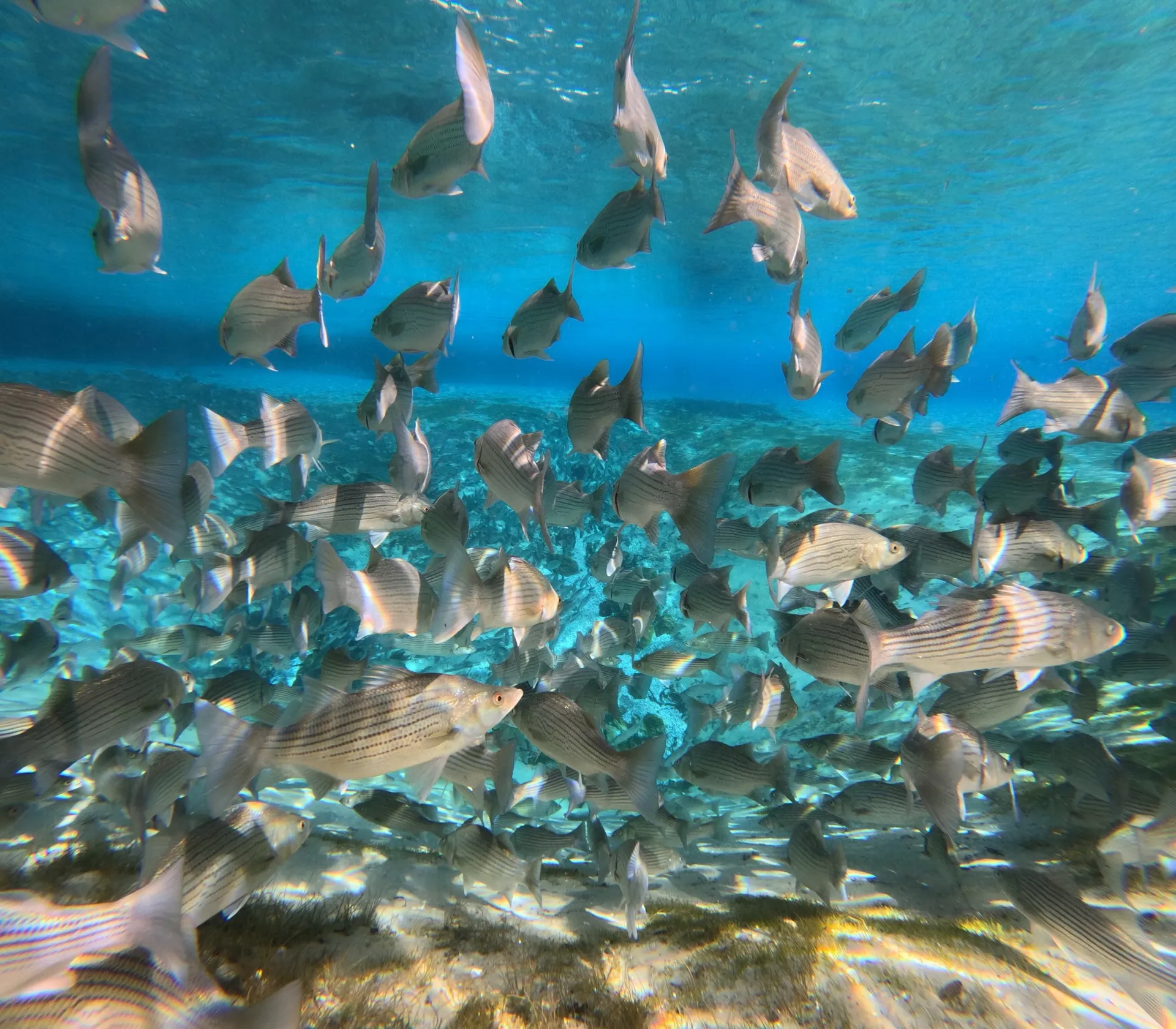 Delivery Available-2021 SEA HUNT ULTRA 234  Amazing Boat & Family Fun!