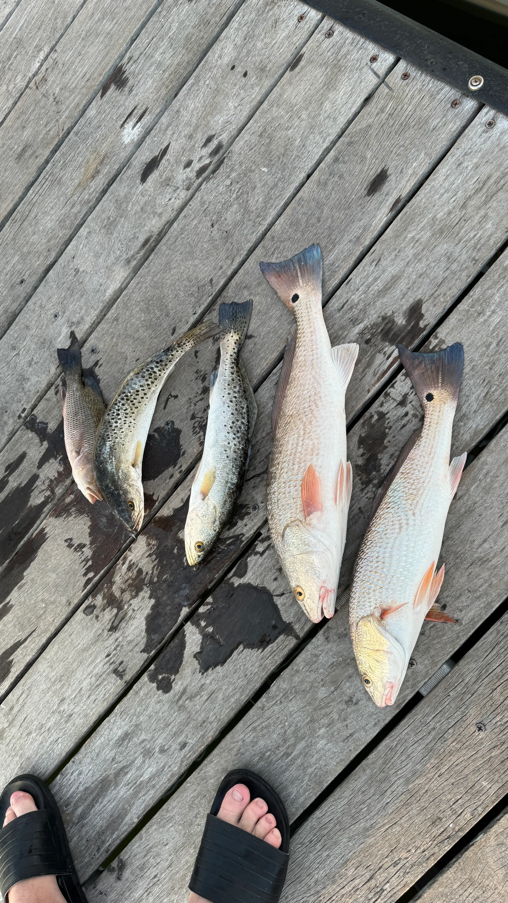 Beach tours, Eco Tours, Fishing Tours 30ft  twin 400s