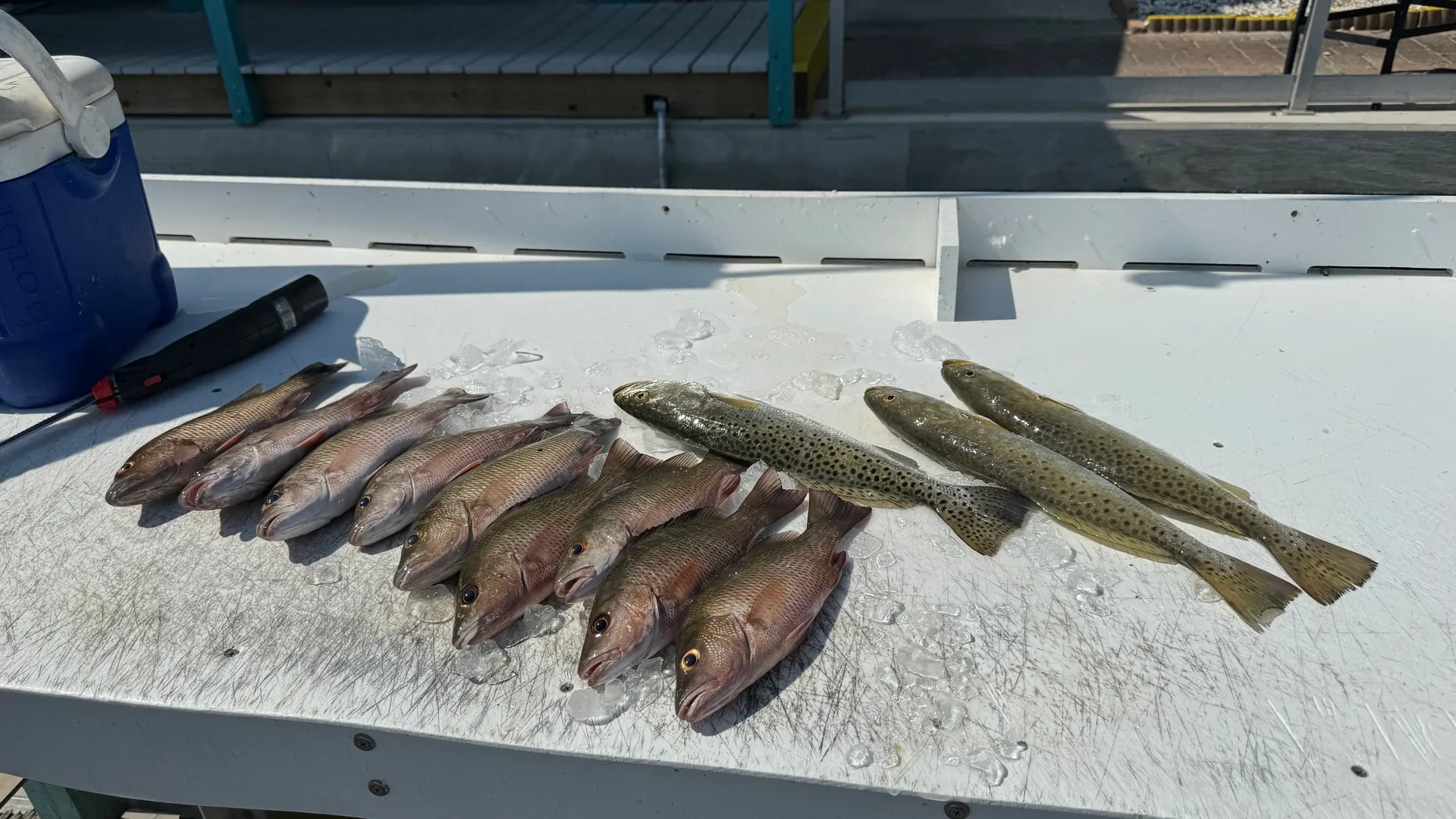 Beach tours, Eco Tours, Fishing Tours 30ft  twin 400s