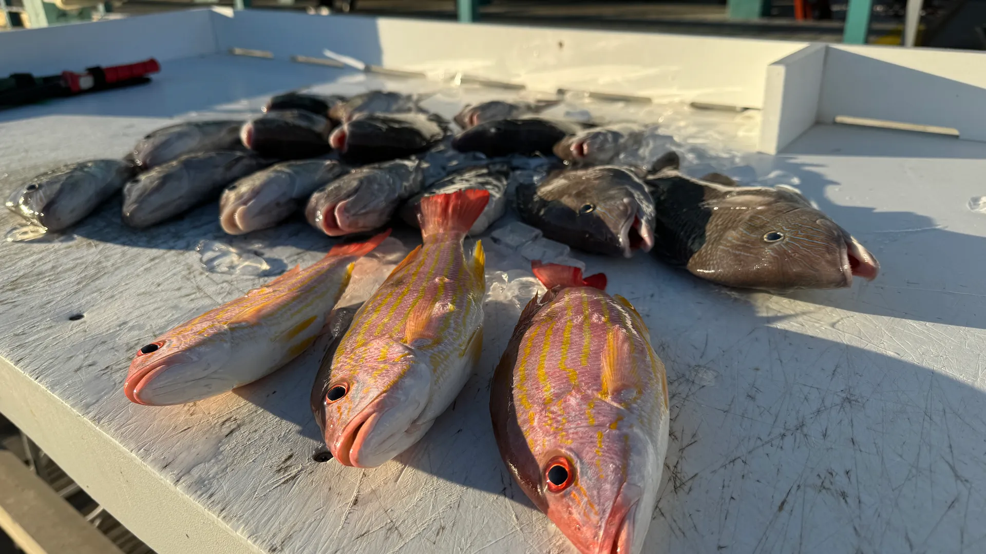 Beach tours, Eco Tours, Fishing Tours 30ft  twin 400s