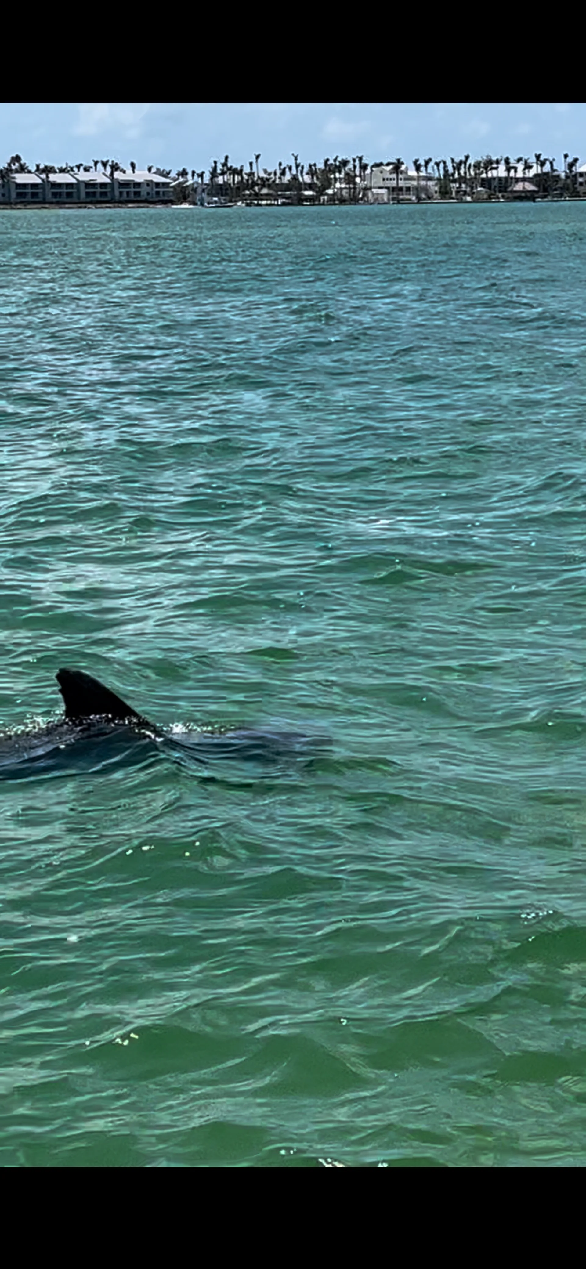 Luxury 26' Sailfish – Fishing, Island Hopping & Dolphin Tours in SW Fl