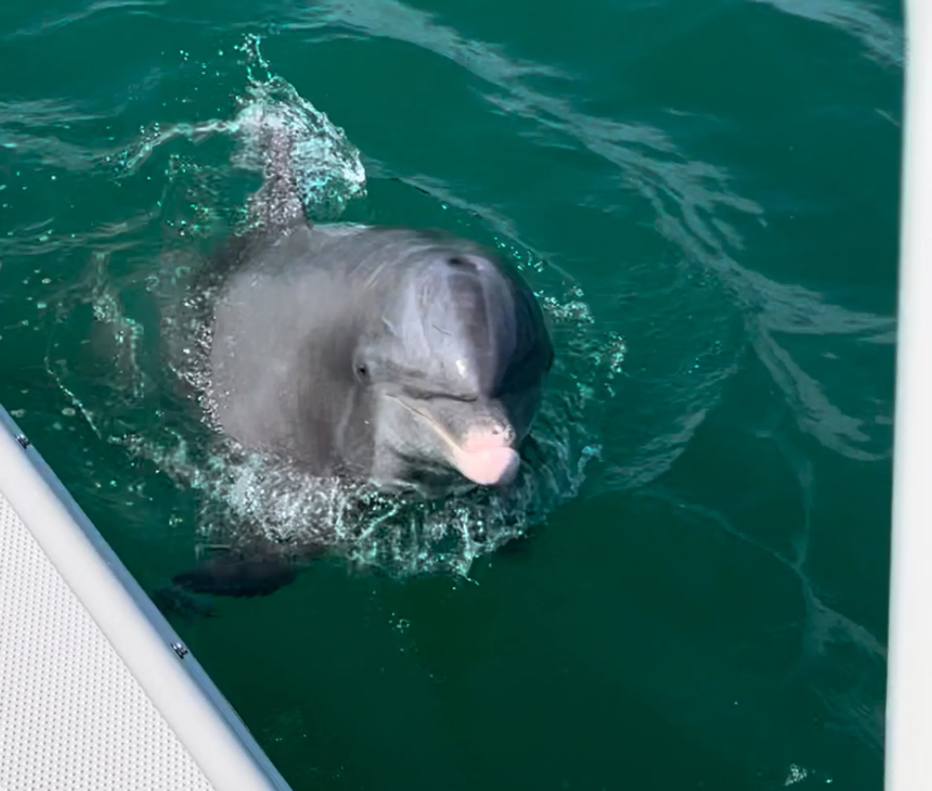 Luxury 26' Sailfish – Fishing, Island Hopping & Dolphin Tours in SW Fl