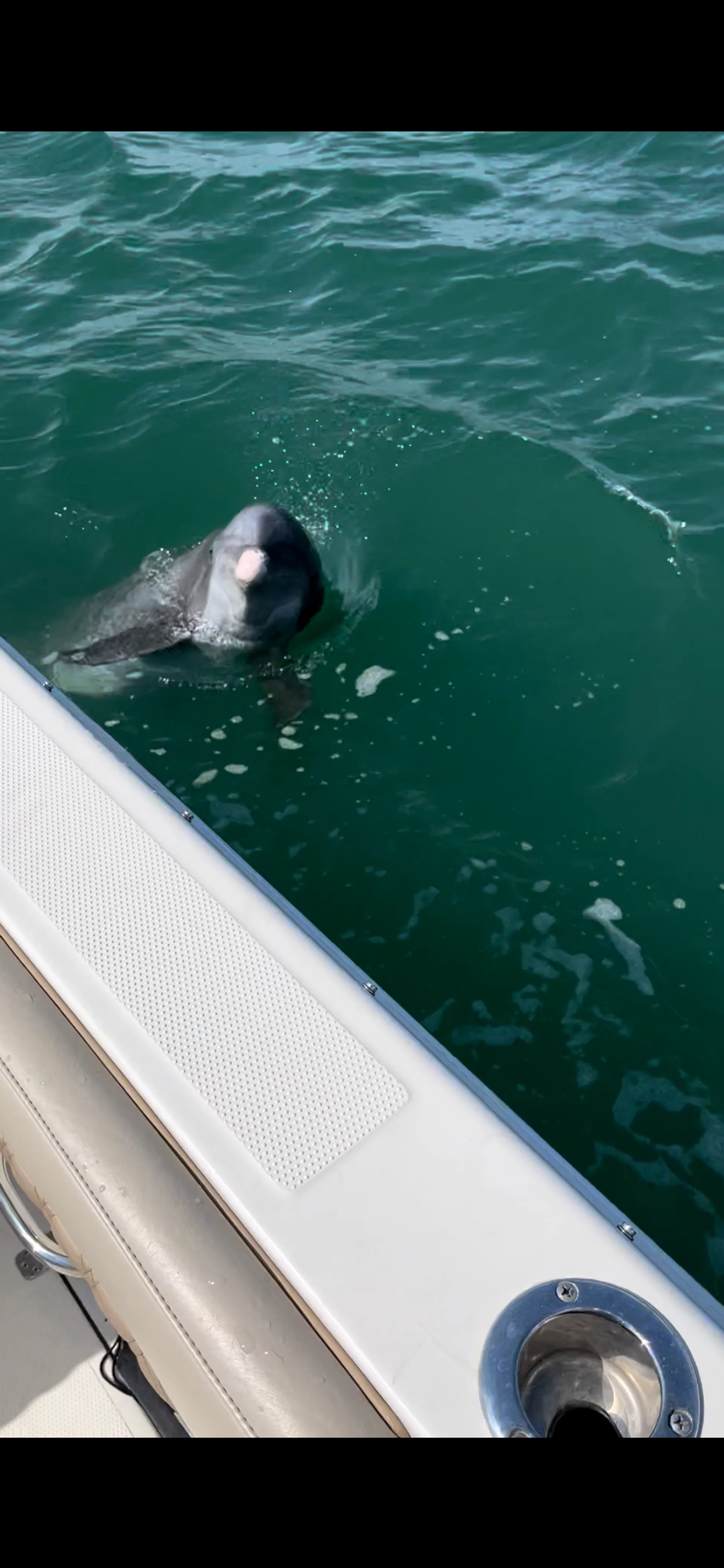 Luxury 26' Sailfish – Fishing, Island Hopping & Dolphin Tours in SW Fl