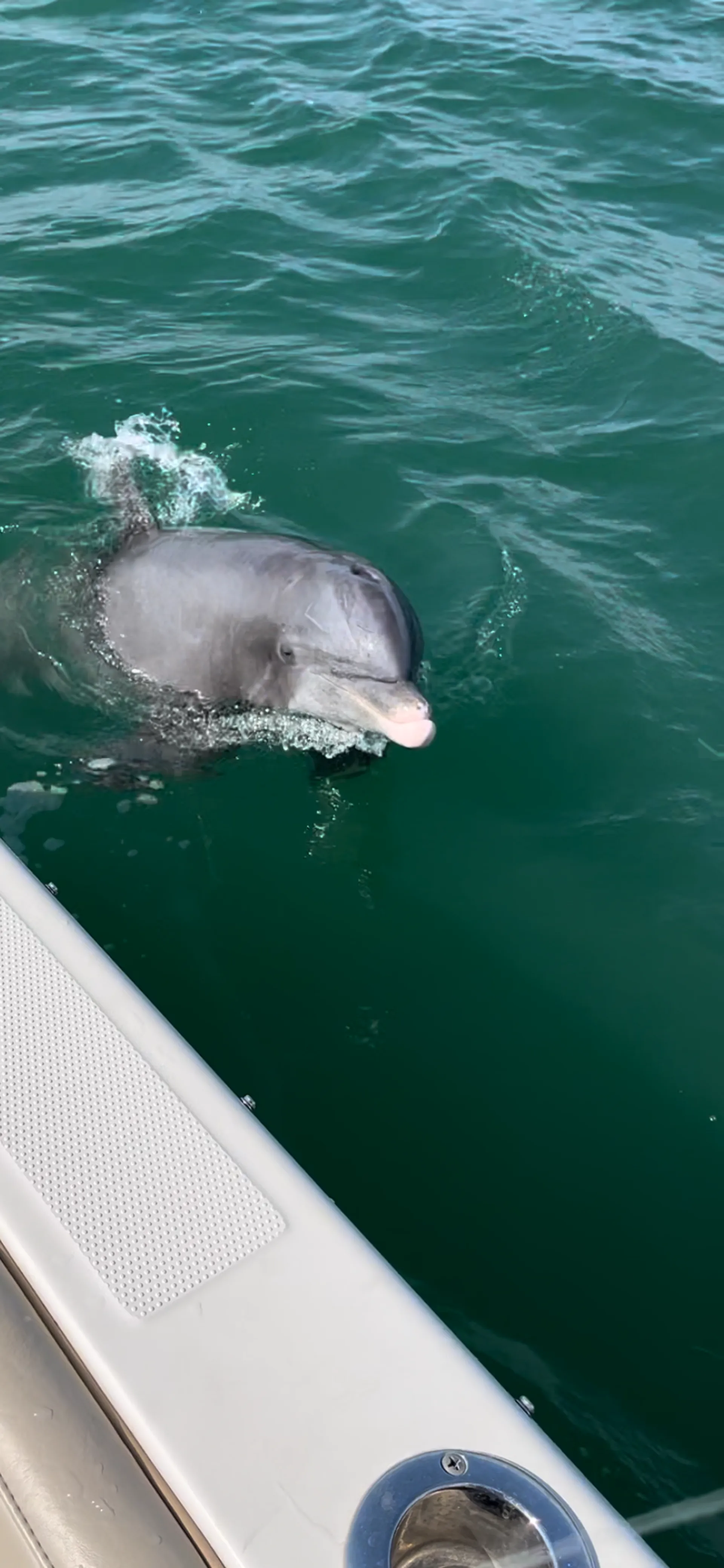 Luxury 26' Sailfish – Fishing, Island Hopping & Dolphin Tours in SW Fl