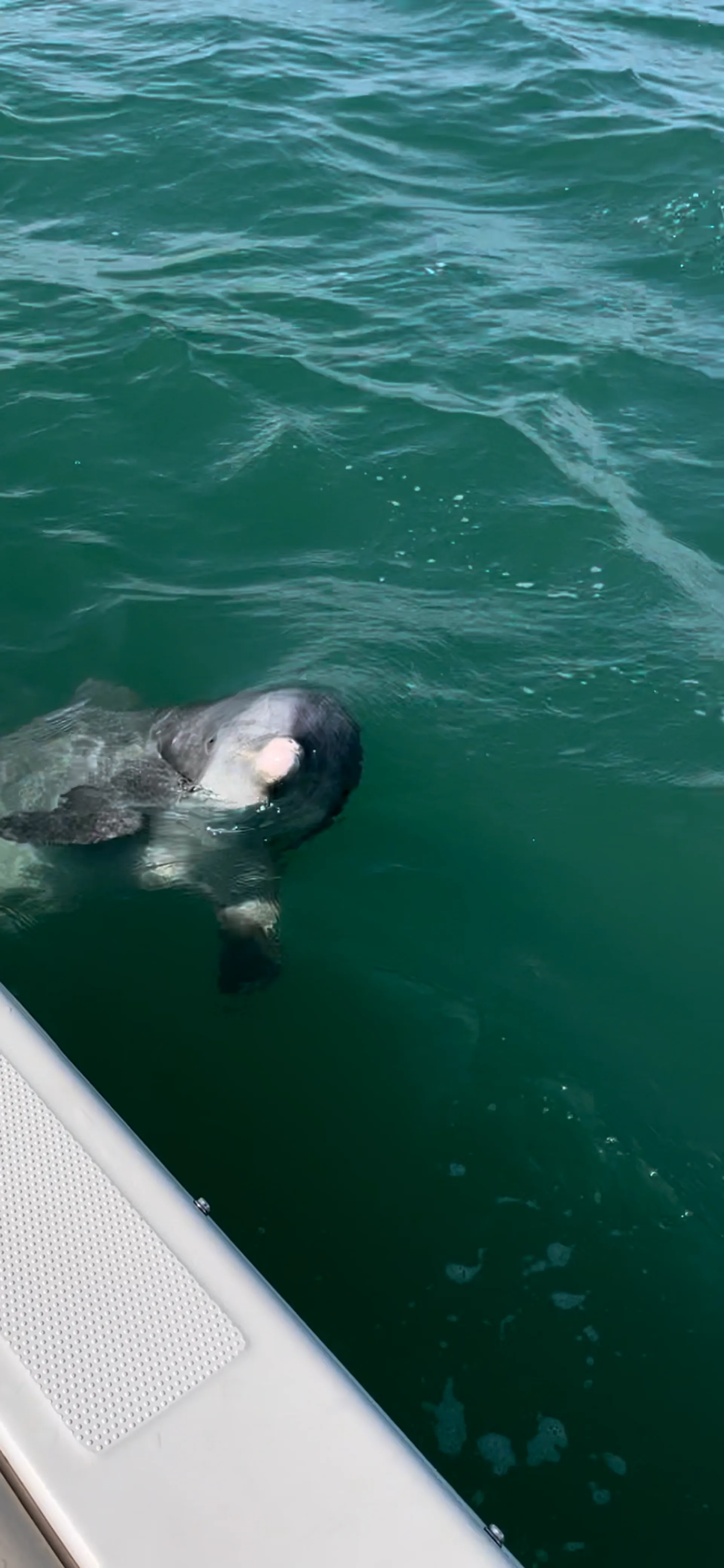 Luxury 26' Sailfish – Fishing, Island Hopping & Dolphin Tours in SW Fl