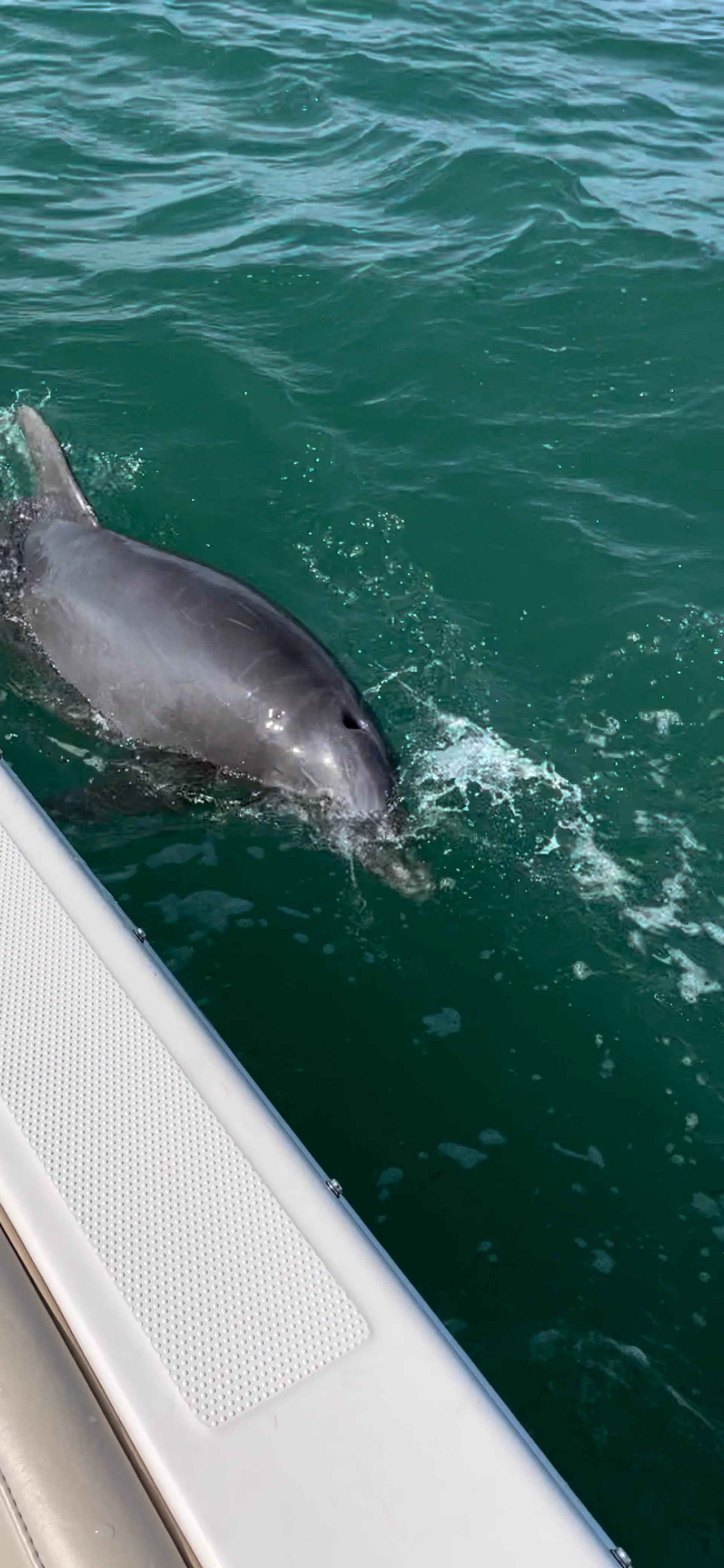 Luxury 26' Sailfish – Fishing, Island Hopping & Dolphin Tours in SW Fl