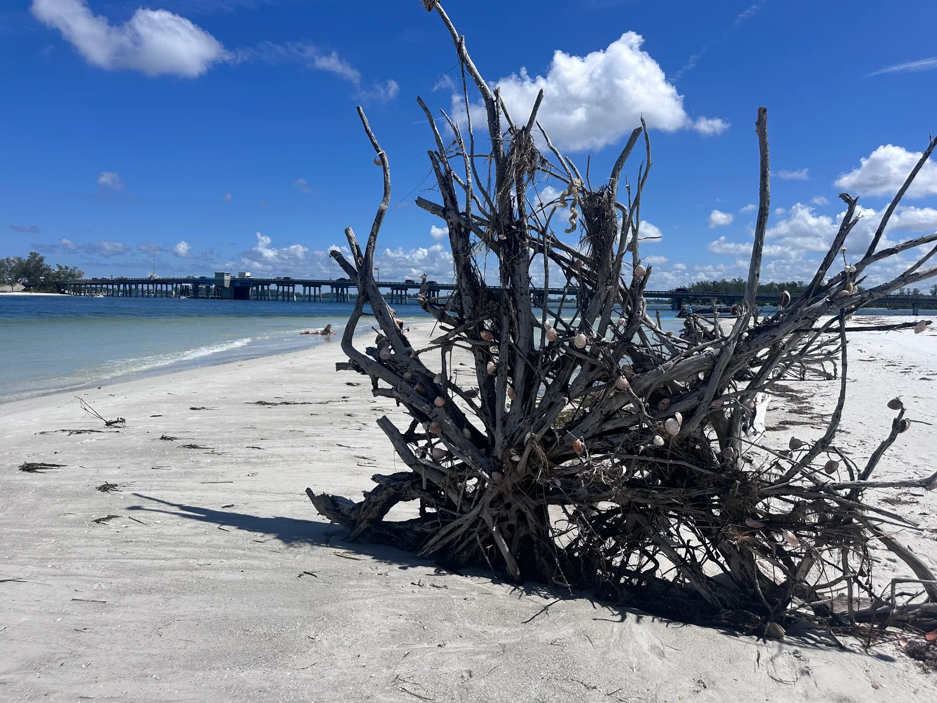 28’ Dolphin-Watching & Sightseeing Charter – Explore Sarasota