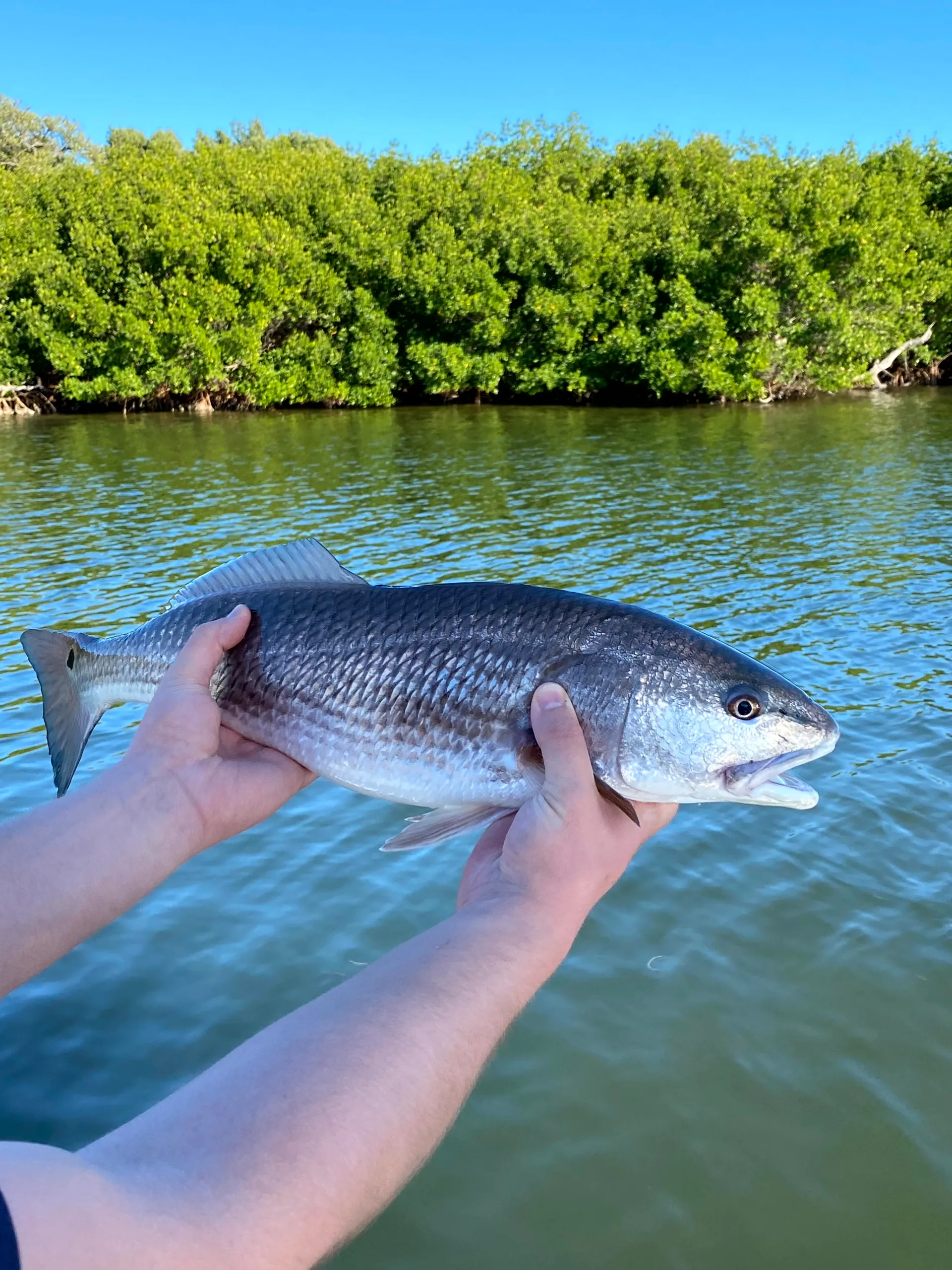 Guided Fishing Adventure in Pine Island Sound - Catch Snook, Redfish