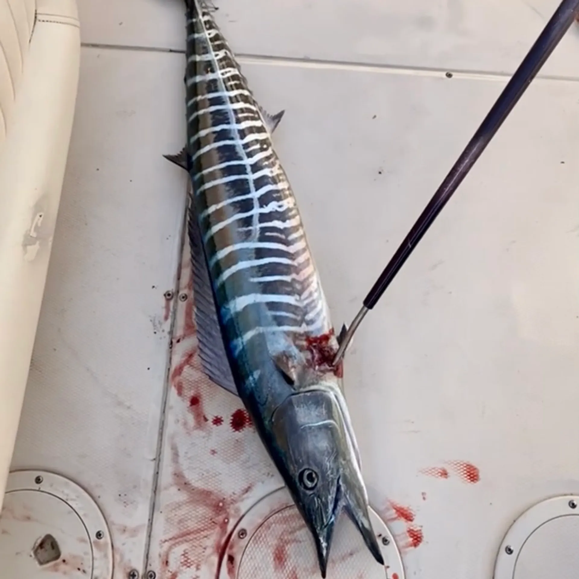 Forget About It Charters Fishing and Sandbar Charters