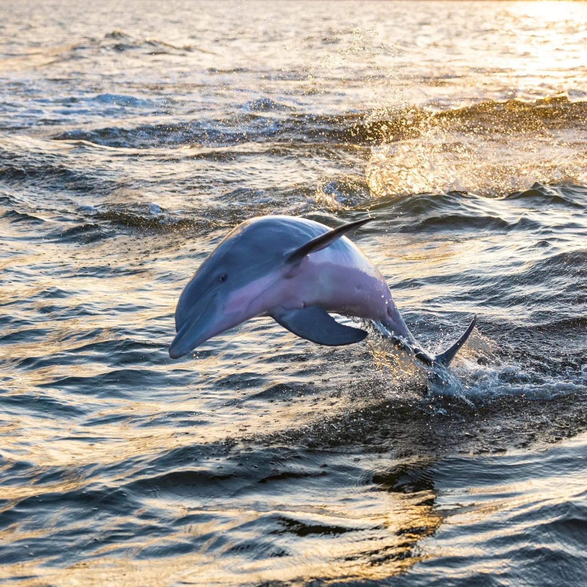 28' boat for Dolphin, sunset & Siteseeing Cruise in  Orange Beach, AL!