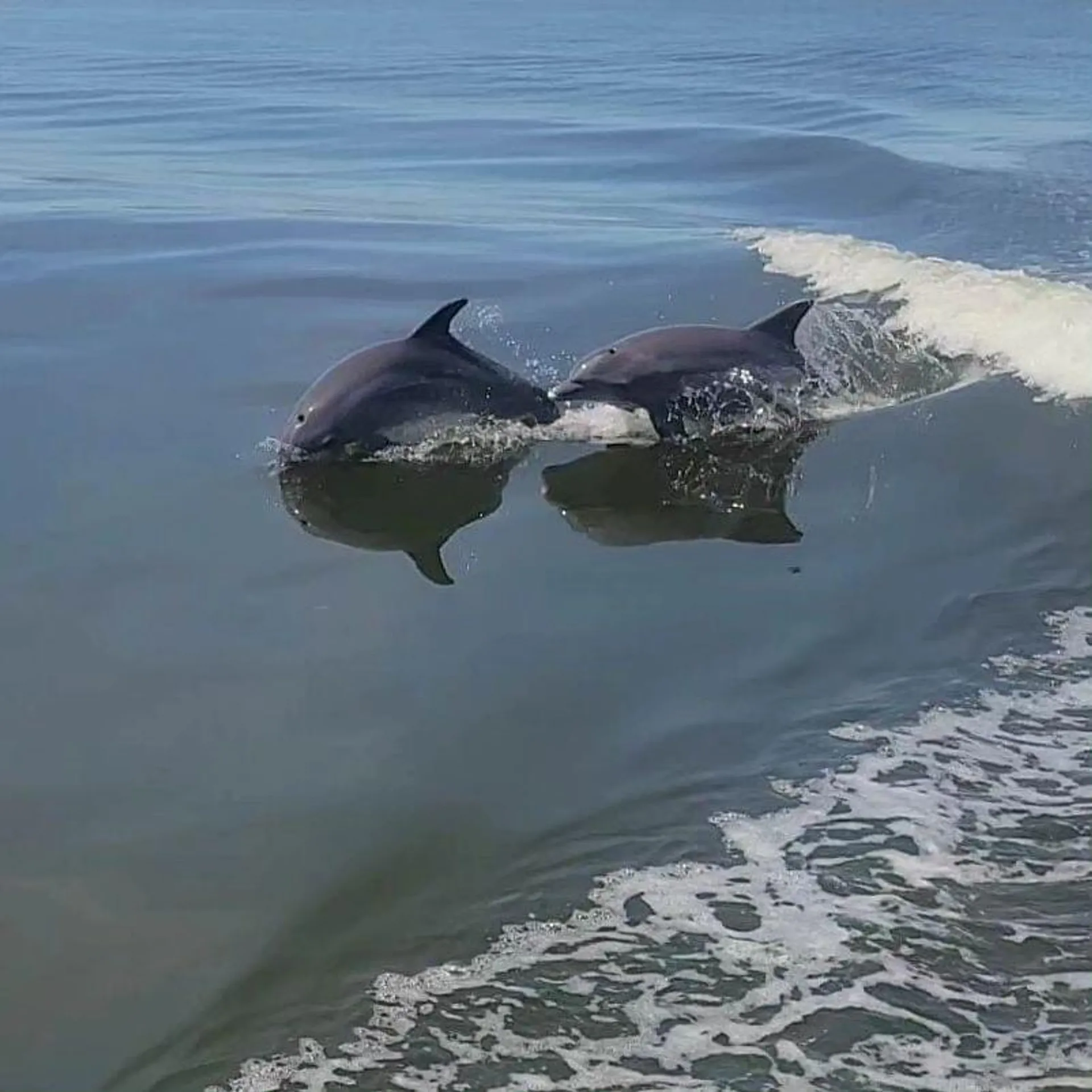 28' boat for Dolphin, sunset & Siteseeing Cruise in  Orange Beach, AL!