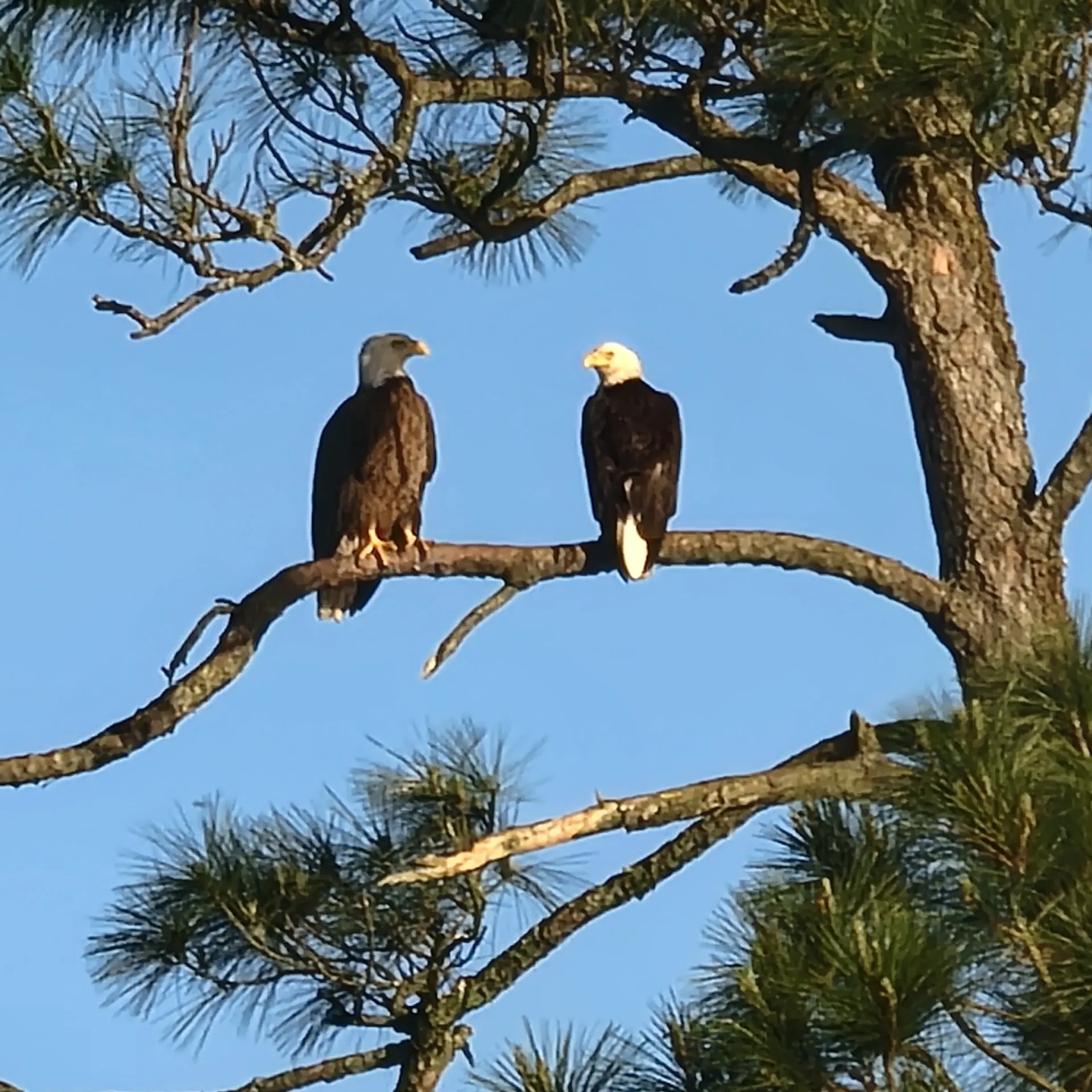 28' boat for Dolphin, sunset & Siteseeing Cruise in  Orange Beach, AL!