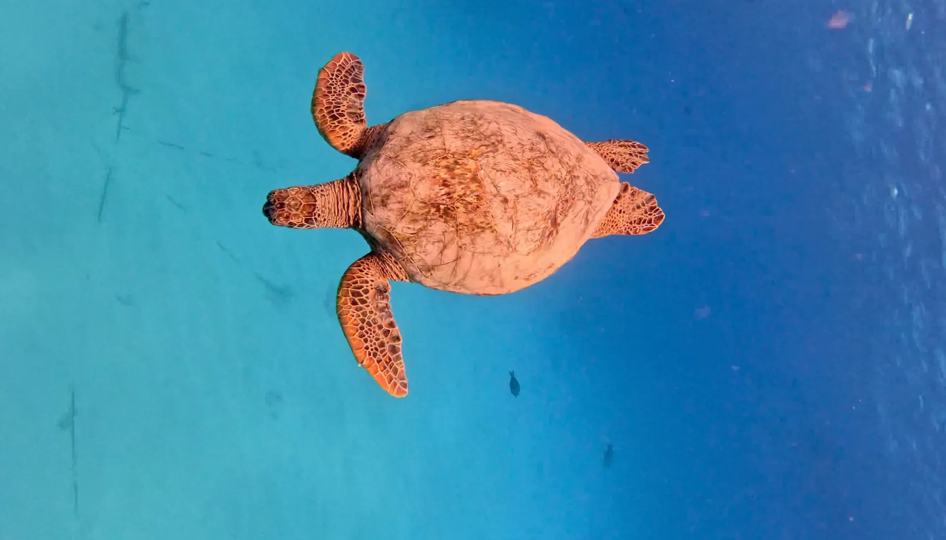 Private Charter On 48 ft Custom Made Sailing Catamaran in Honolulu, HI