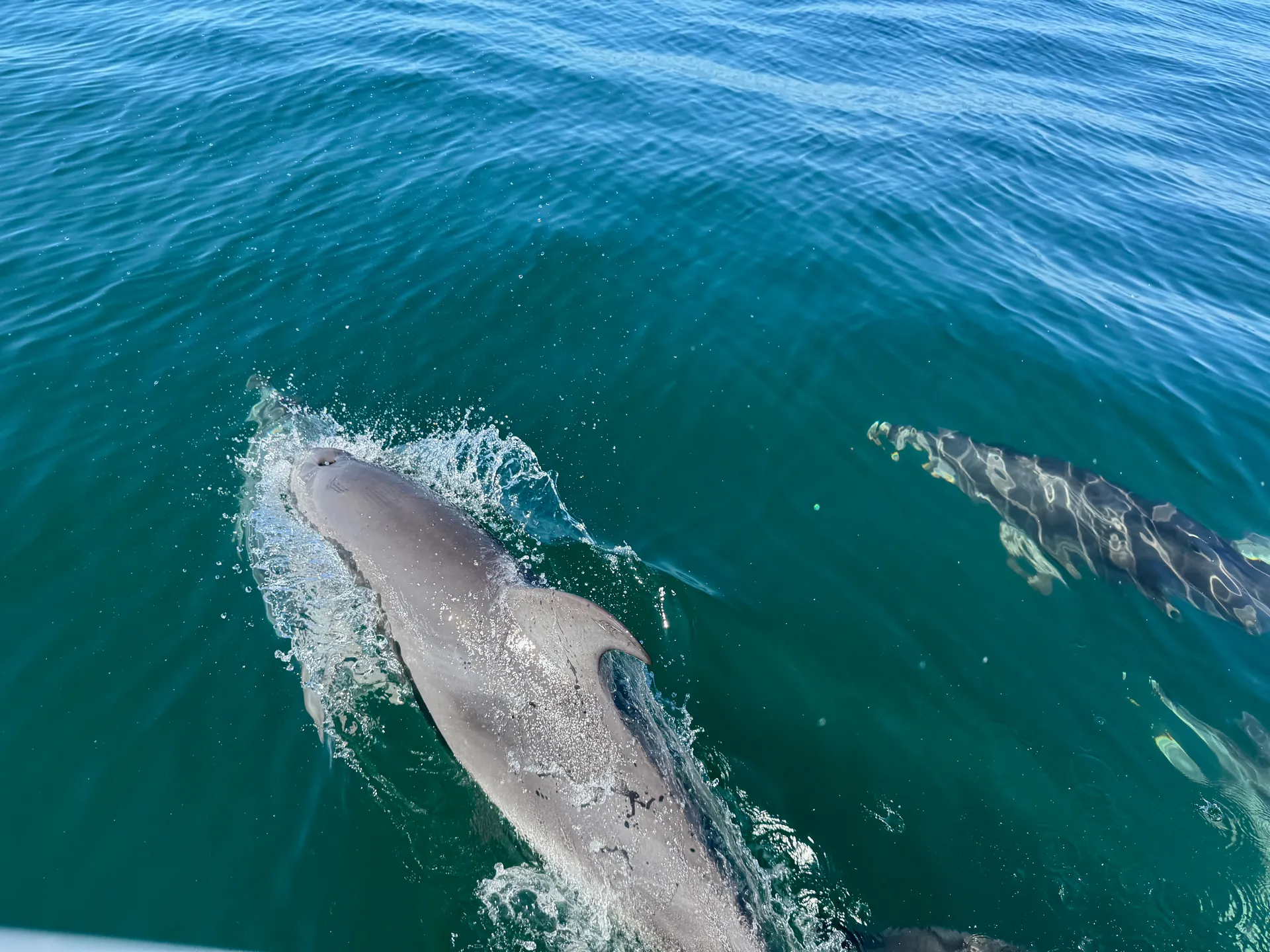 🚤 Bennington 2XL Pontoon | Cruise Anna Maria Island Like a Local