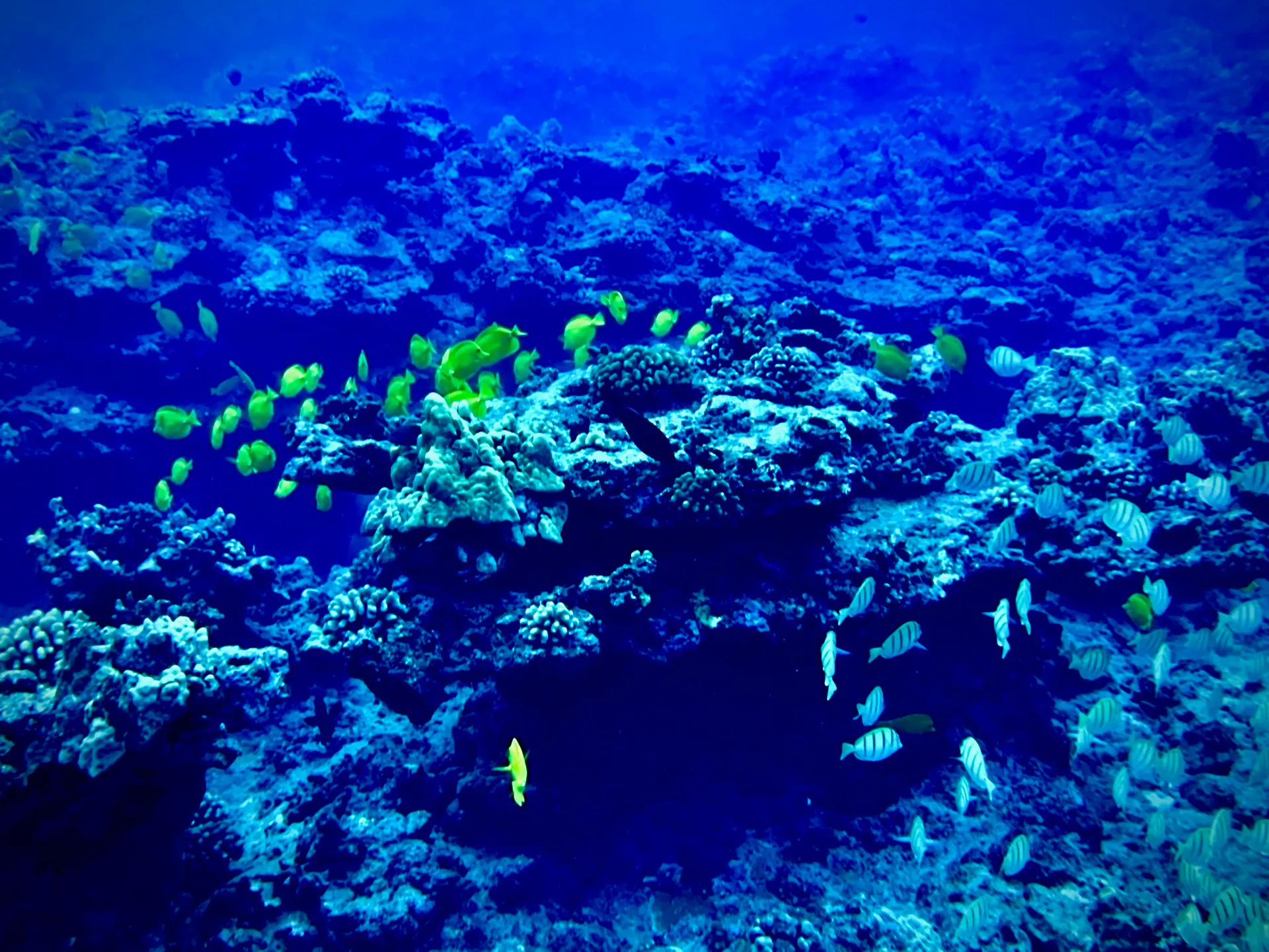 SPECIAL PRICE Private Charter: Snorkel, Dolphins, Sunset, Fireworks