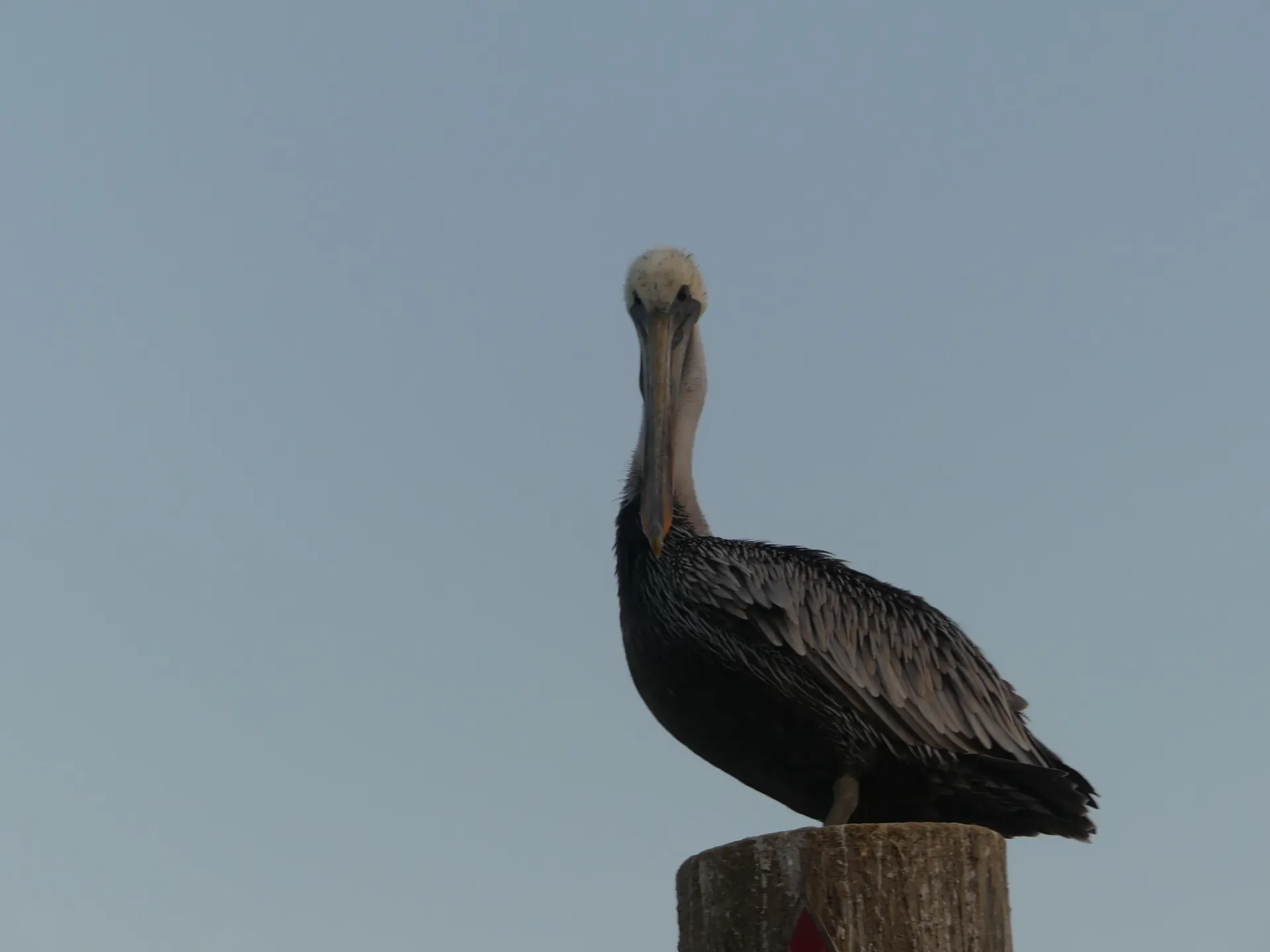 Have Your Day - Your  Way! On this Flagship 34’ Twin Vee Catamaran