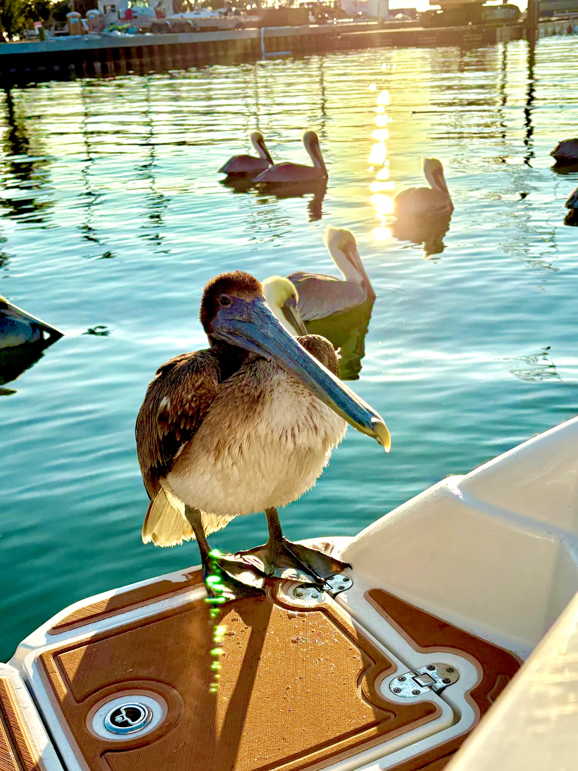 Tortuga Boat Adventures