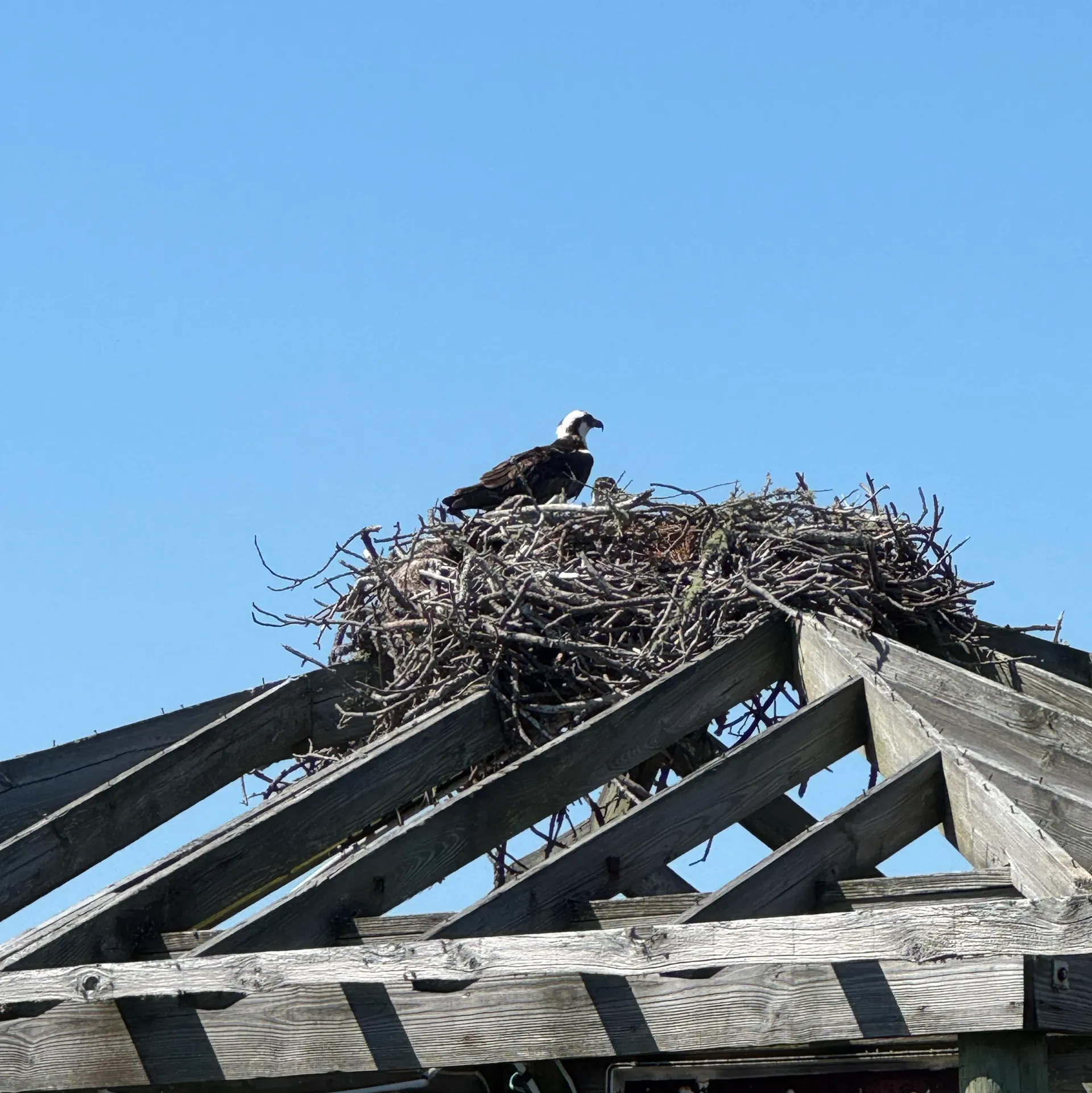 28' boat for Dolphin, sunset & Siteseeing Cruise in  Orange Beach, AL!