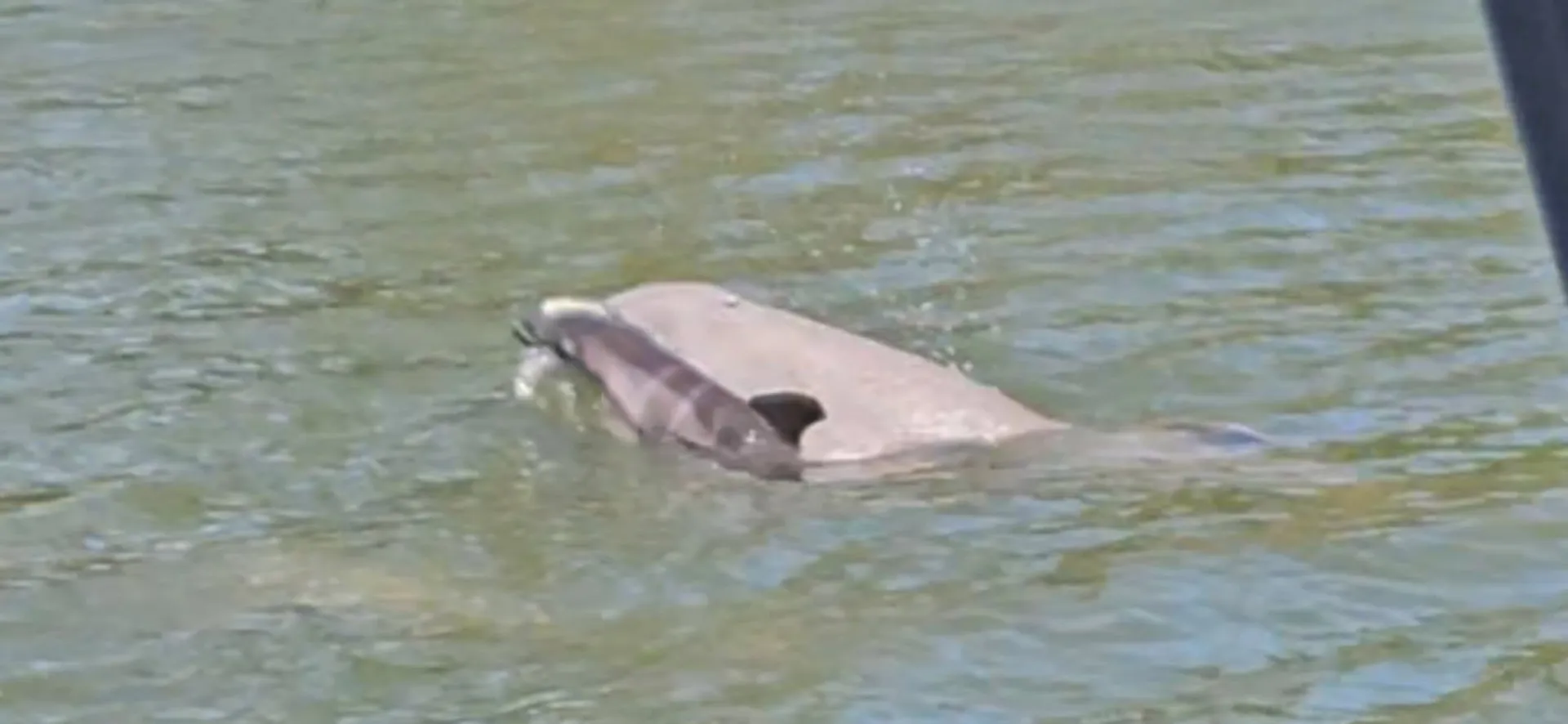 28' boat for Dolphin, sunset & Siteseeing Cruise in  Orange Beach, AL!