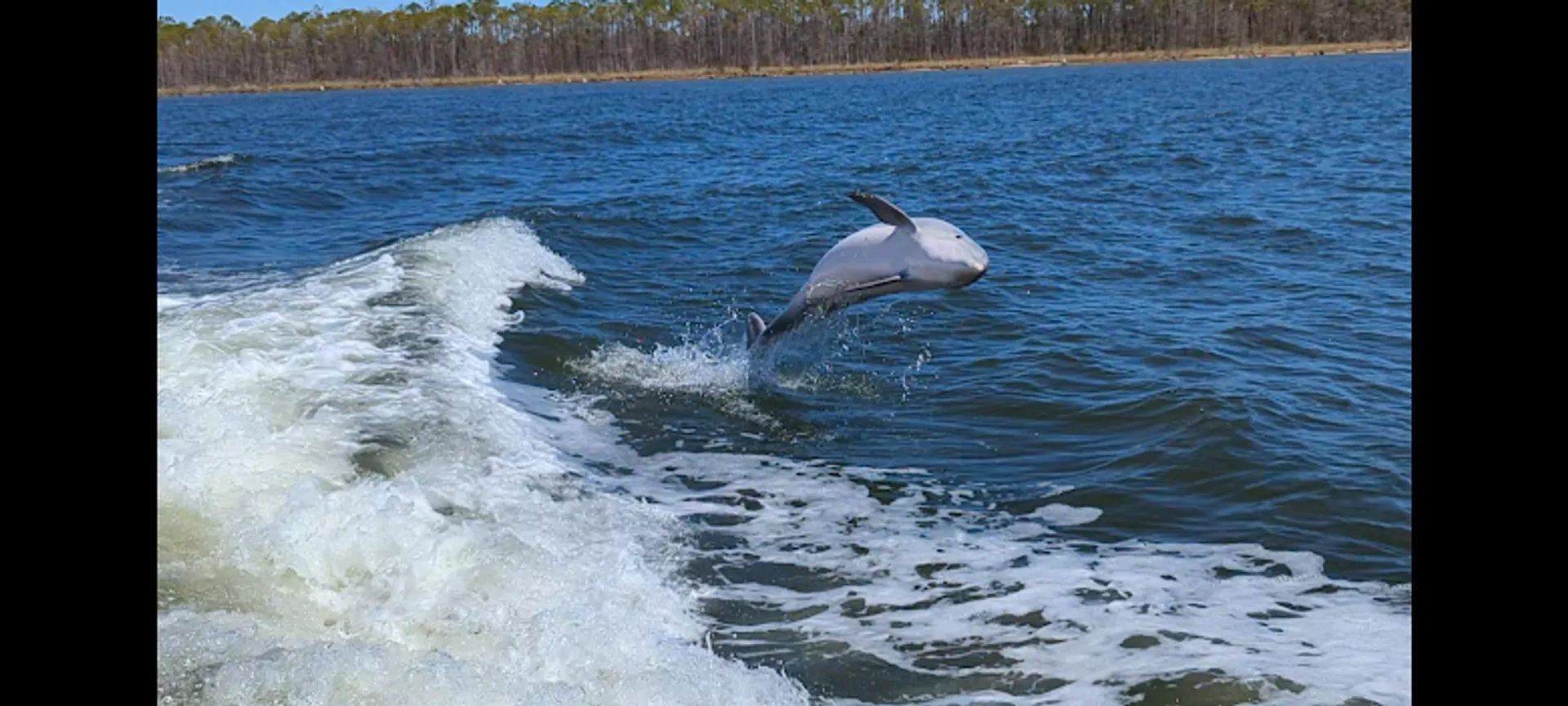28' boat for Dolphin, sunset & Siteseeing Cruise in  Orange Beach, AL!