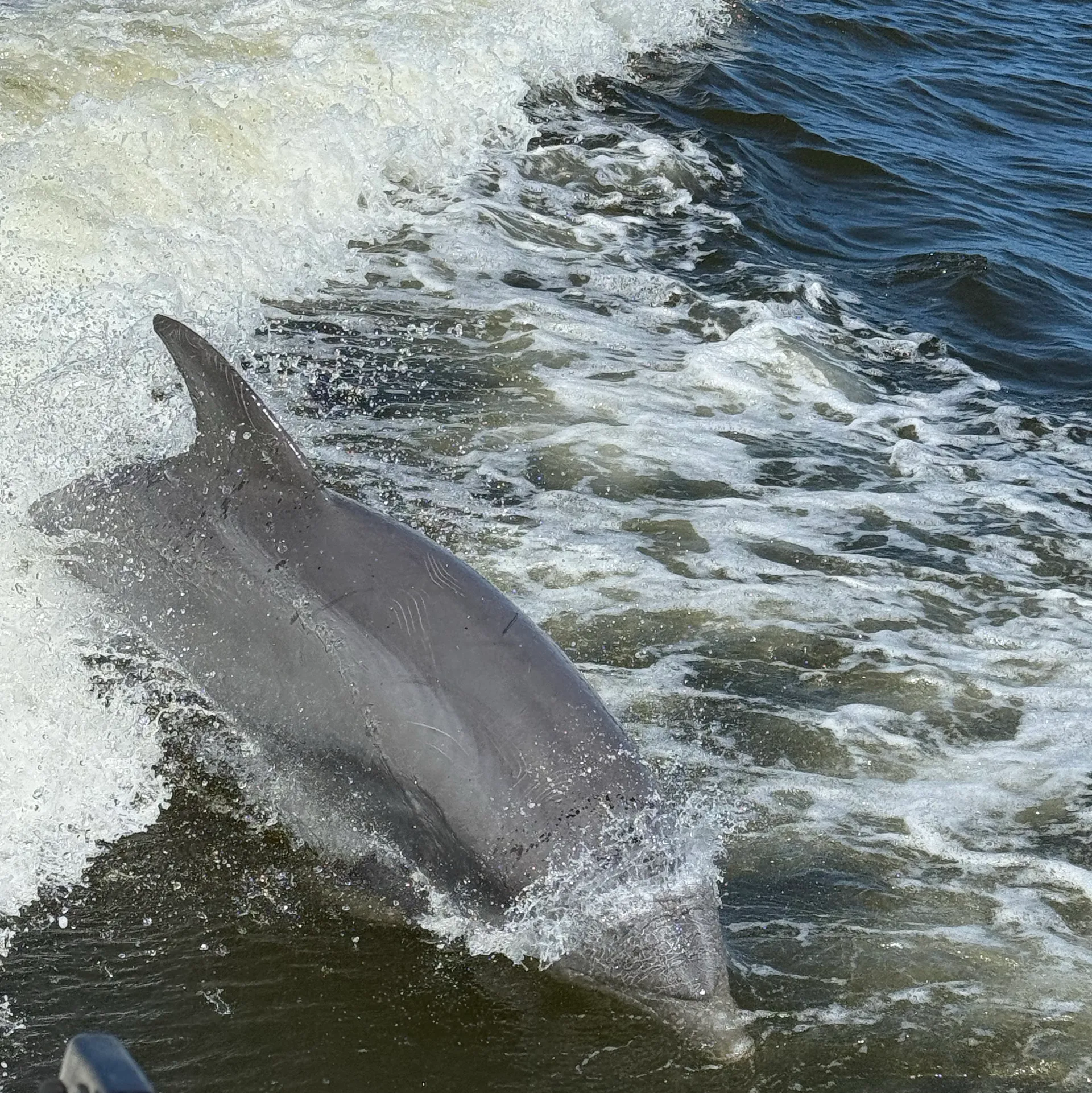 28' boat for Dolphin, sunset & Siteseeing Cruise in  Orange Beach, AL!