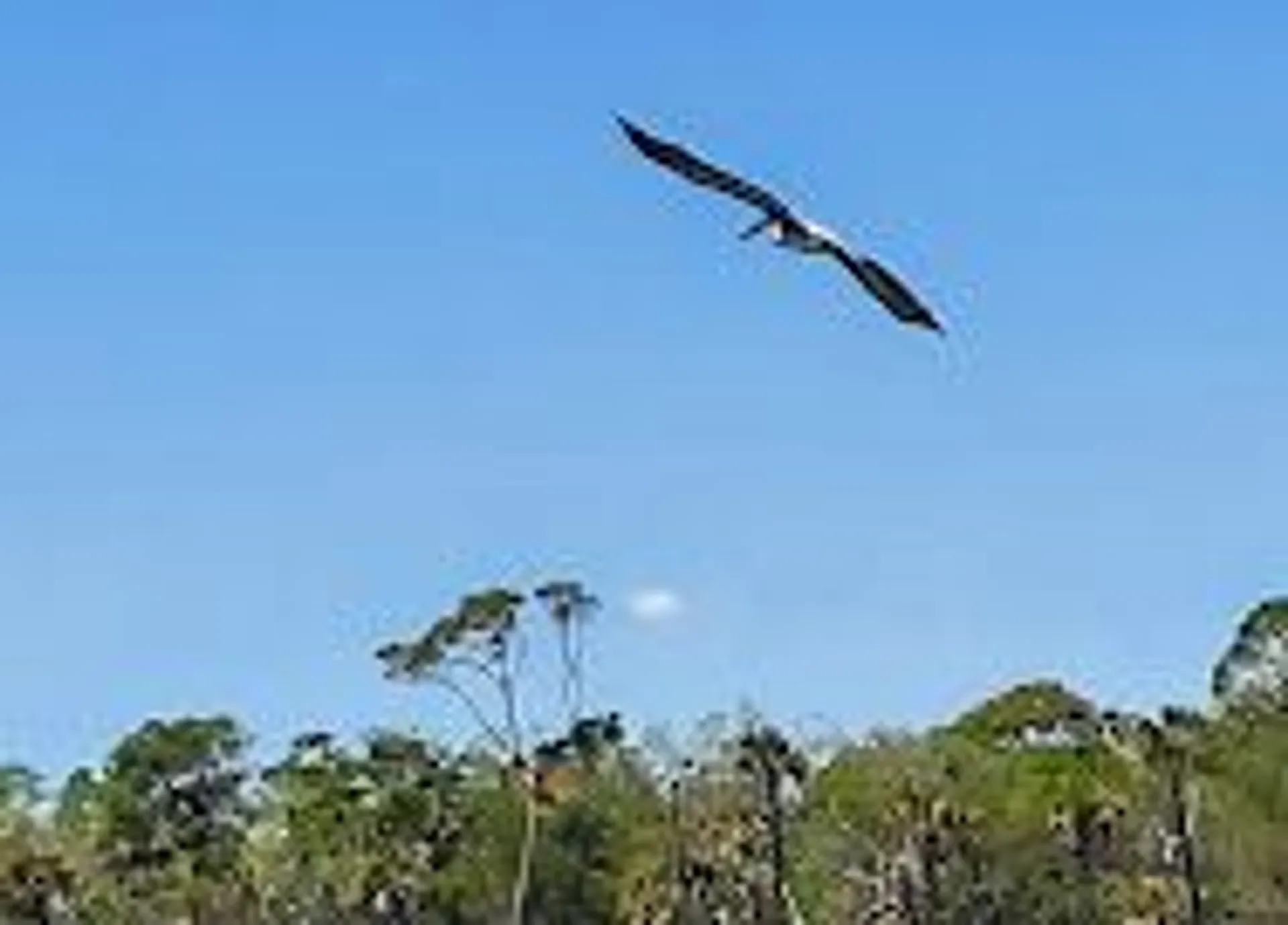 2021 crownline deck boat to enjoy Cocoa Beach!