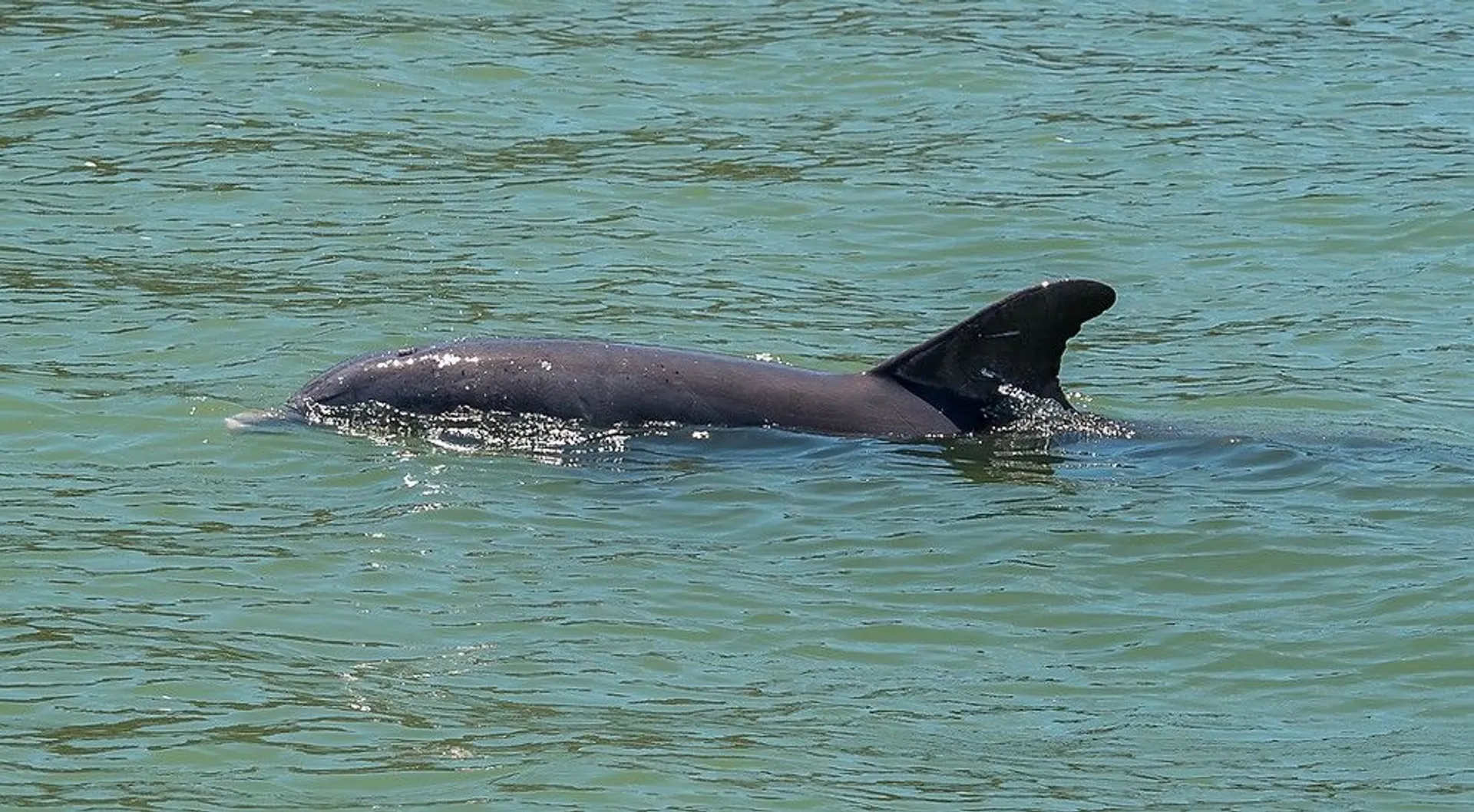 2021 crownline deck boat to enjoy Cocoa Beach!
