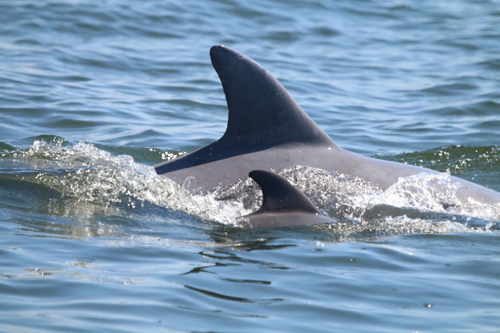 2021 crownline deck boat to enjoy Cocoa Beach!
