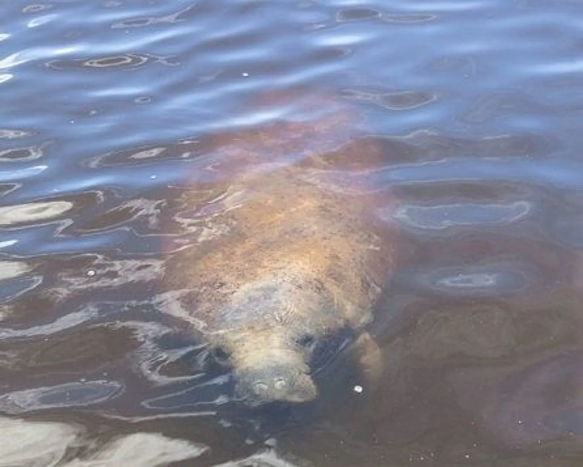 2021 crownline deck boat to enjoy Cocoa Beach!