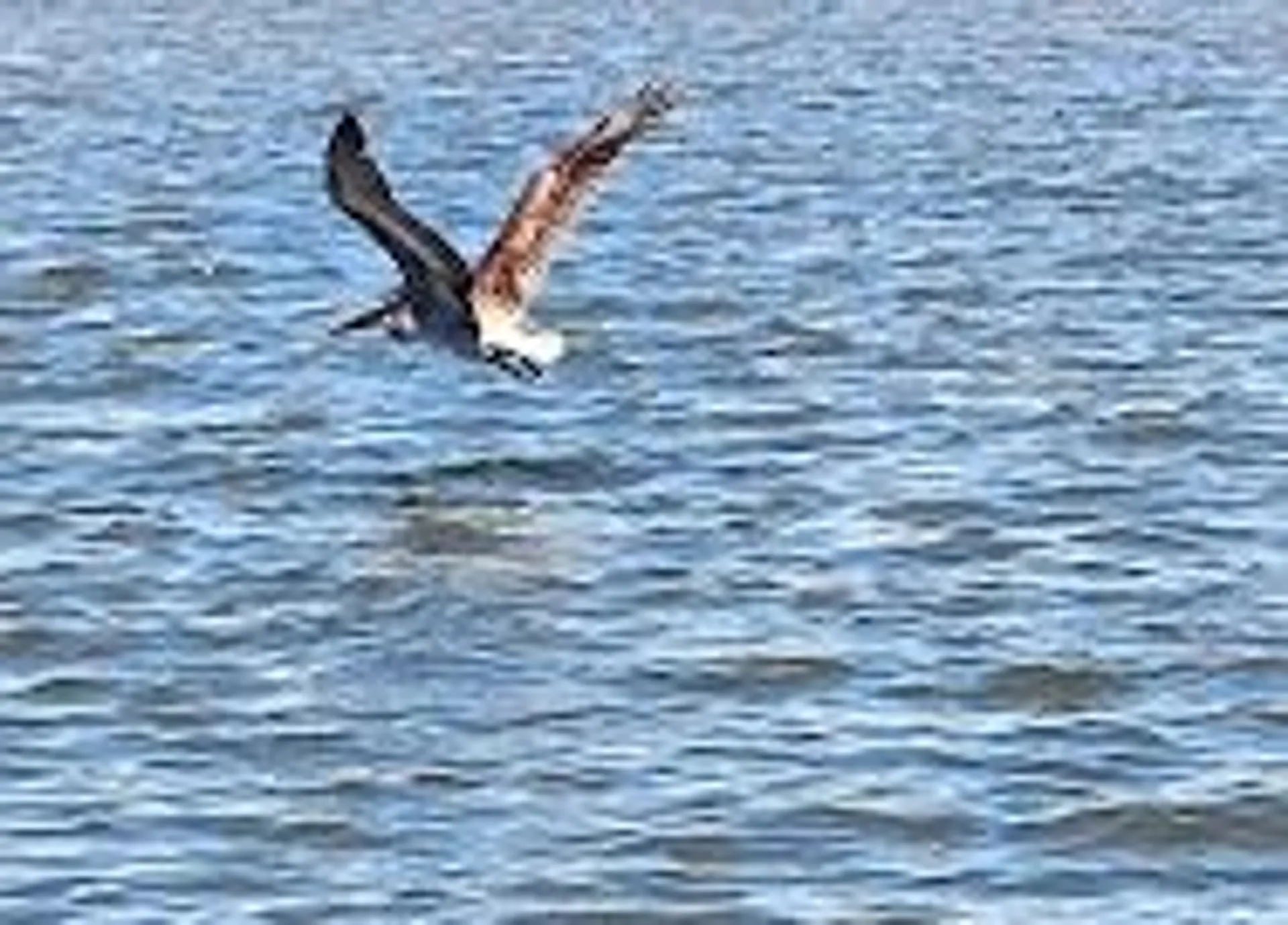 2021 crownline deck boat to enjoy Cocoa Beach!