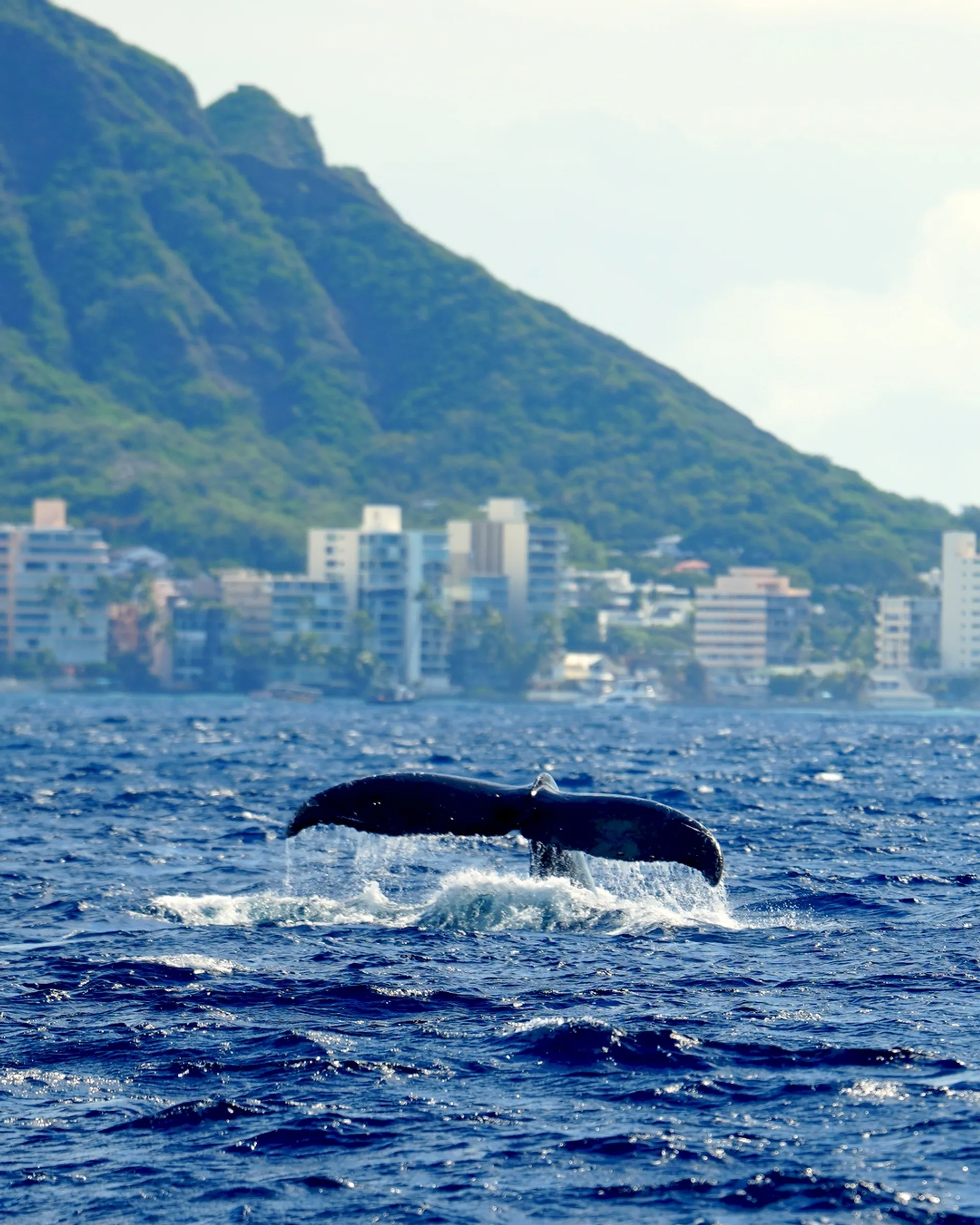 Waikiki Private Boat Adventure (40 ppl): Explore with the best Crew