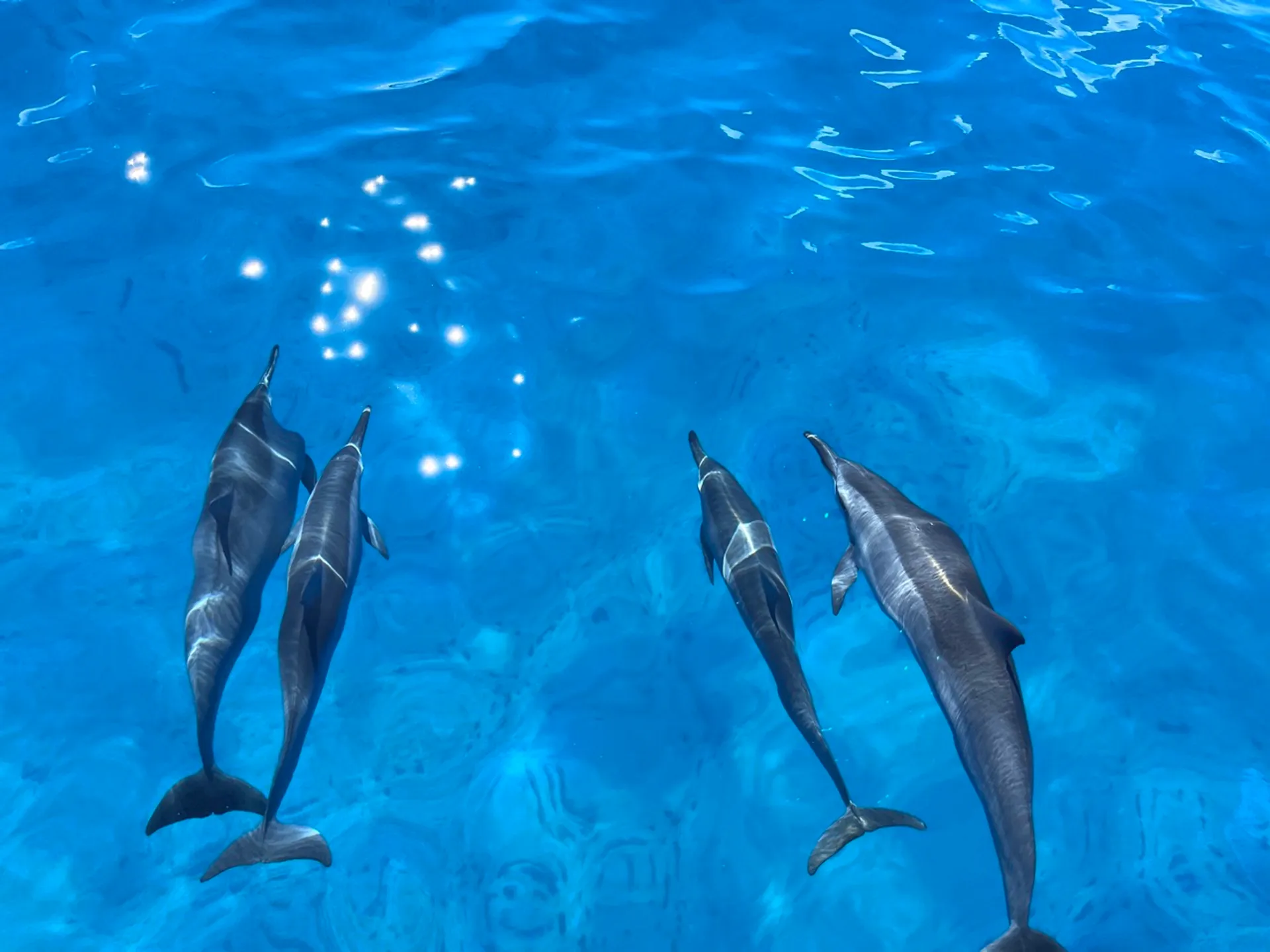 Waikiki Private Boat Adventure (40 ppl): Explore with the best Crew