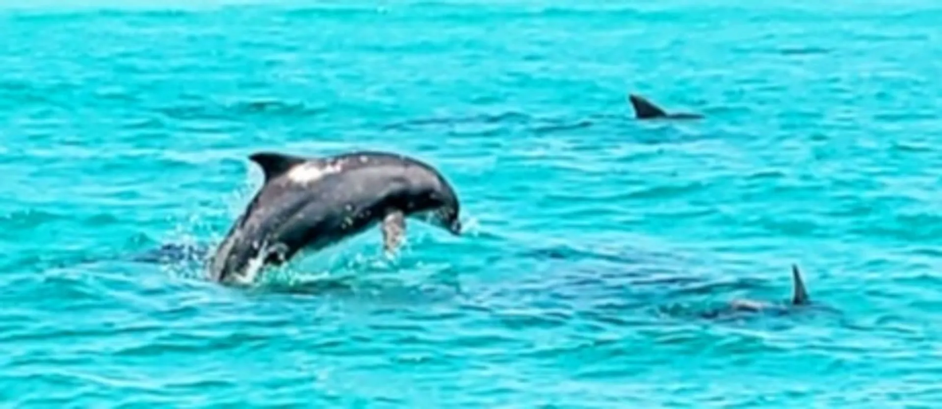 Captained Charter Pontoon Rental