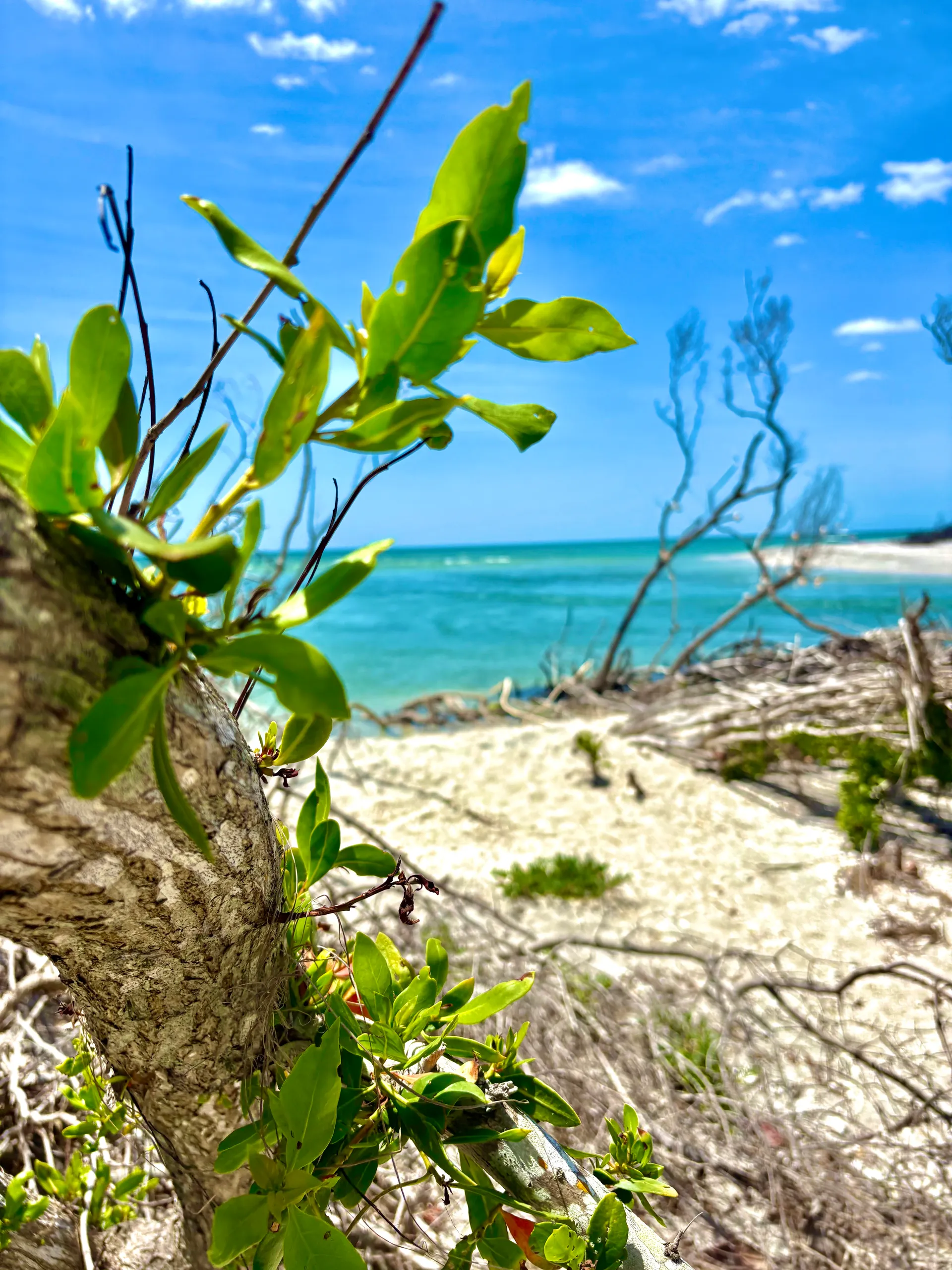 Tortuga Boat Adventures