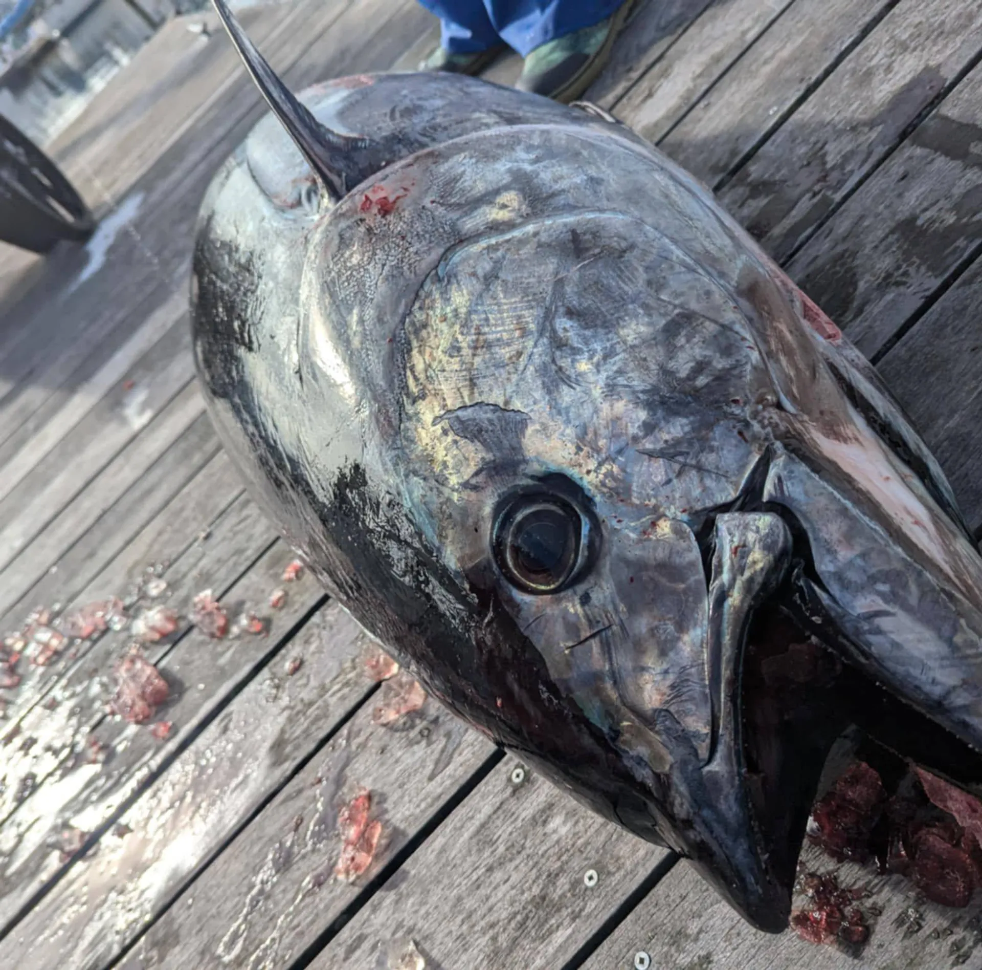 Custom Party Cruises & Fishing Trips in Virginia Beach