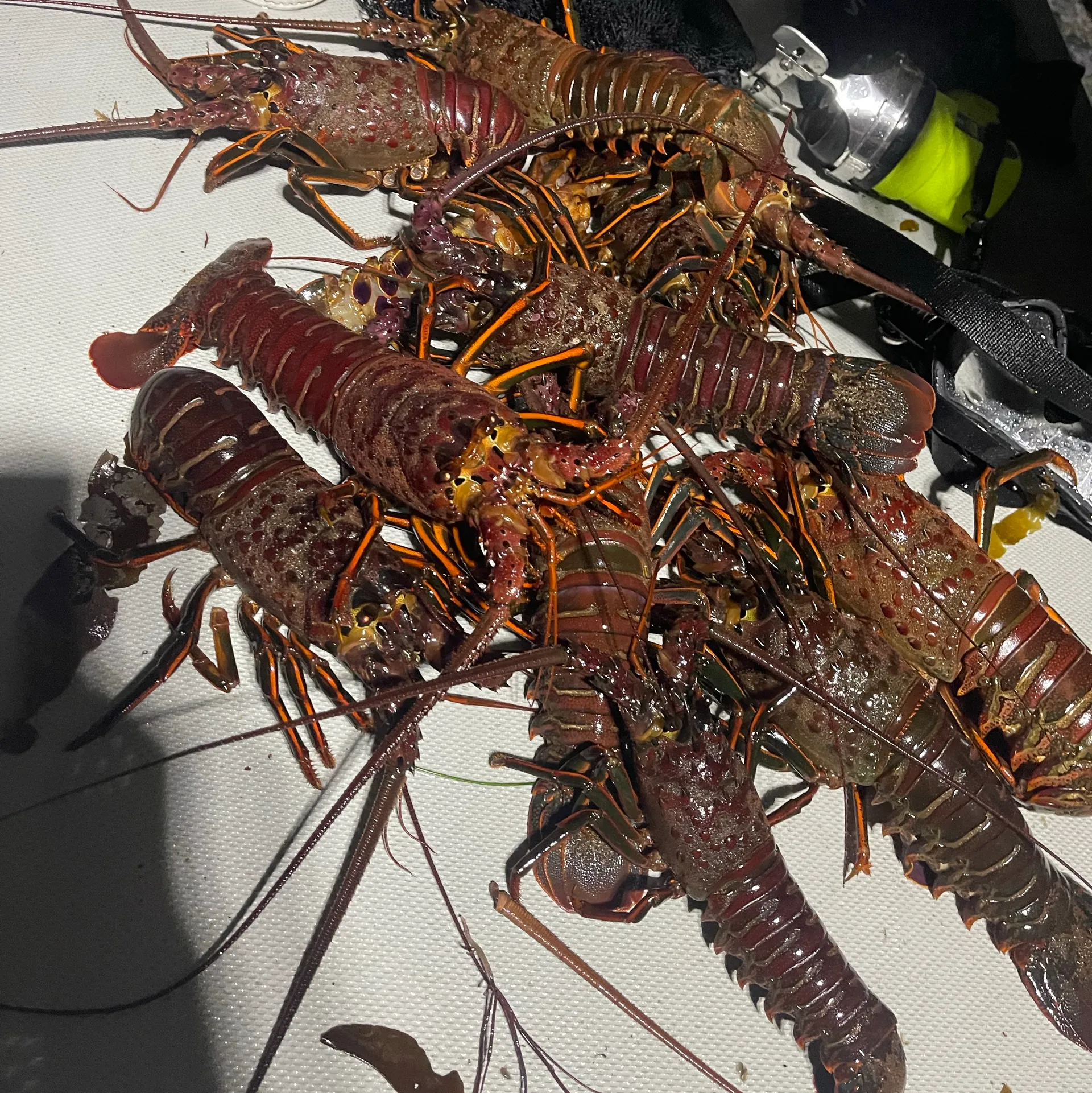 26ft Explorer RadonCraft Wicked Squid - Record holder!
