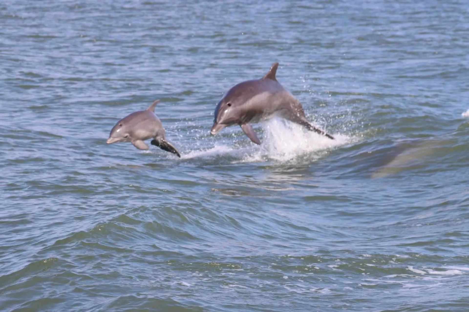 Custom Party Cruises & Fishing Trips in Virginia Beach